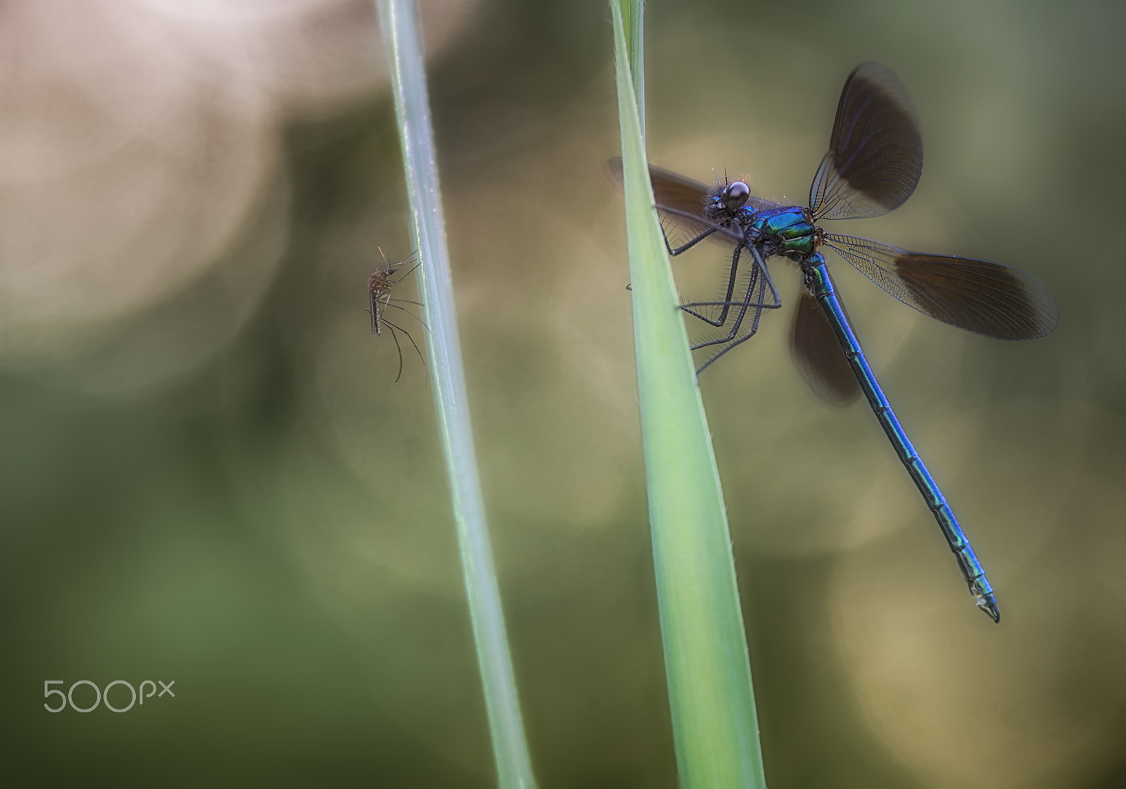 Canon EOS 50D + Canon EF 100mm F2.8 Macro USM sample photo. Morgenstimmung photography