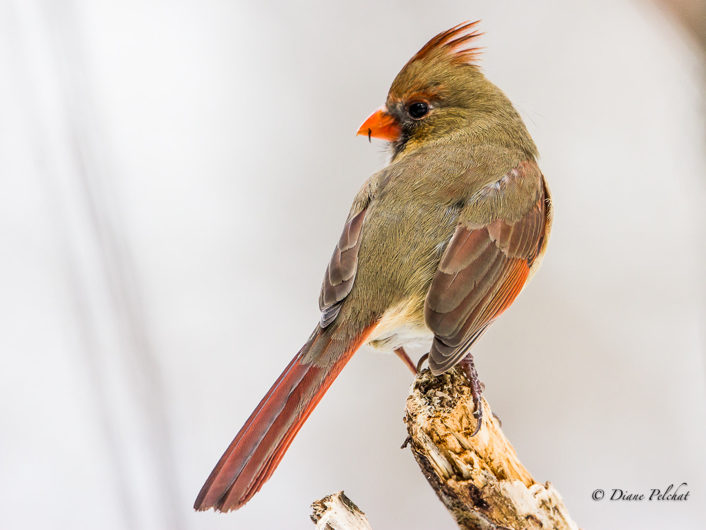 Canon EOS 60D + Canon EF 300mm F2.8L IS II USM sample photo. Northern cardinal female photography