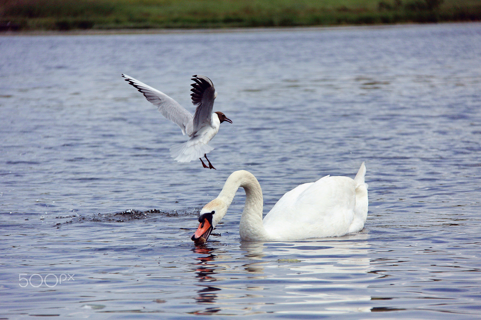 Canon EF-S 18-200mm F3.5-5.6 IS sample photo. Izborsk photography