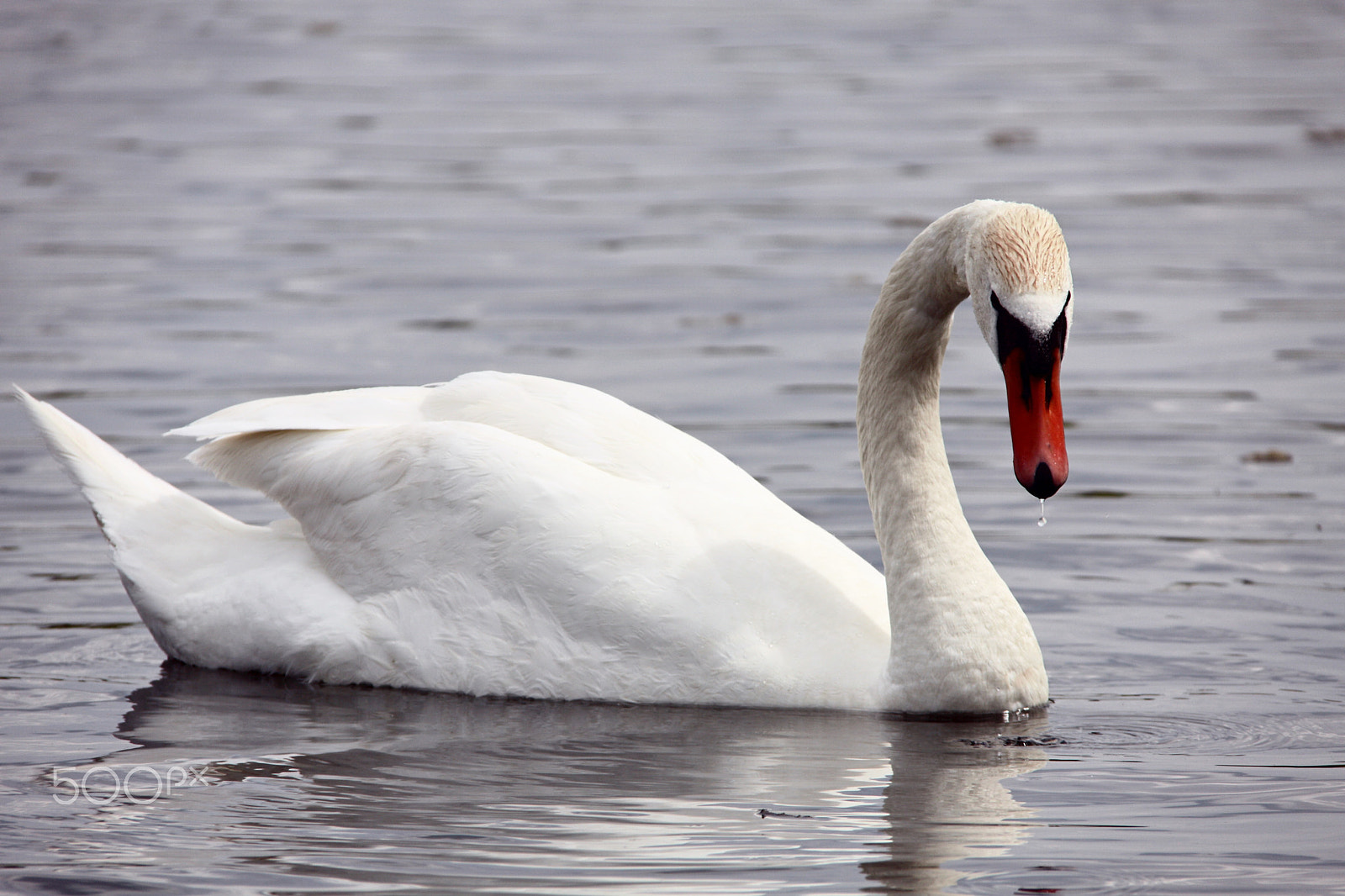 Canon EOS 50D + Canon EF-S 18-200mm F3.5-5.6 IS sample photo. Gorodishchenskoye lake photography