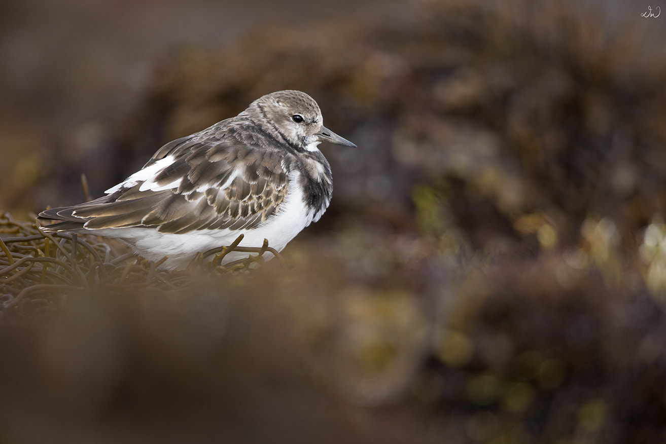 Canon EF 500mm F4L IS II USM sample photo. Turnstone photography