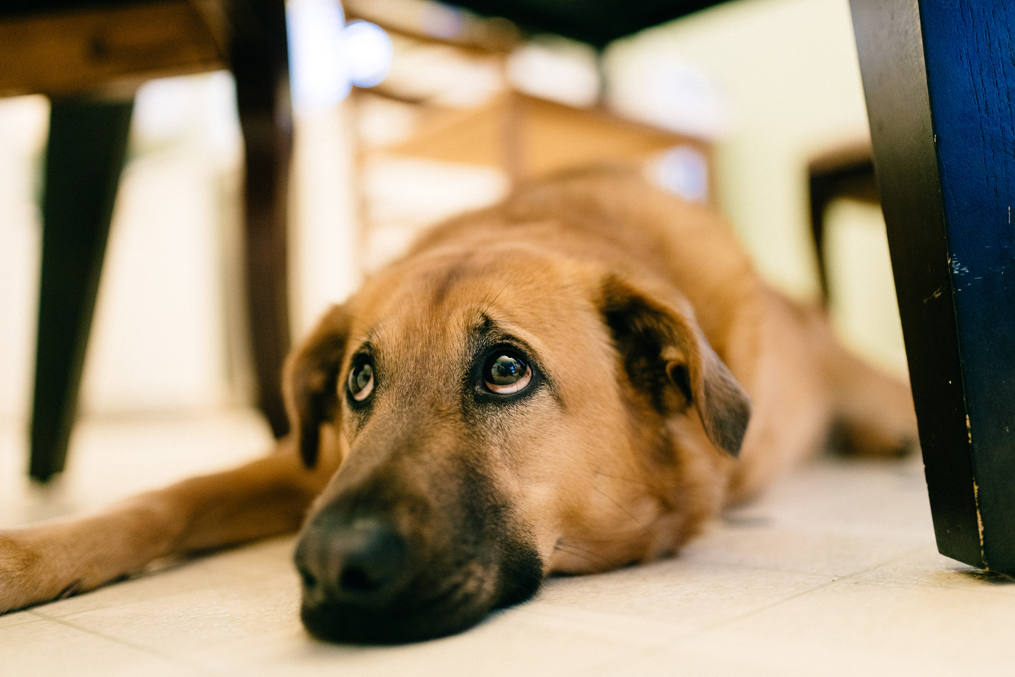 Sony a7R II + Sigma 35mm F1.4 DG HSM Art sample photo. Abby's lazy saturday afternoon photography