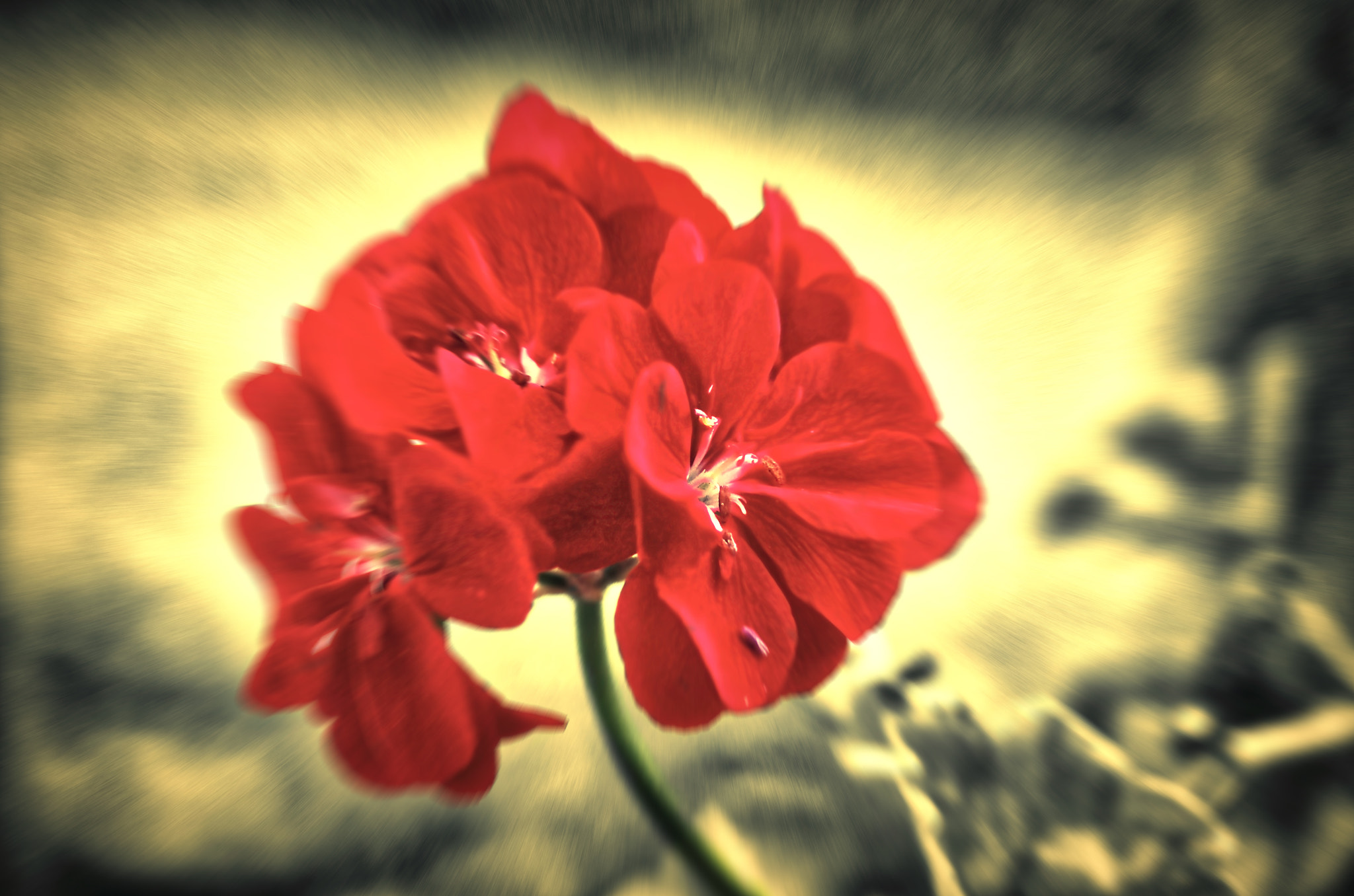 Pentax K-5 sample photo. Pelargonium photography
