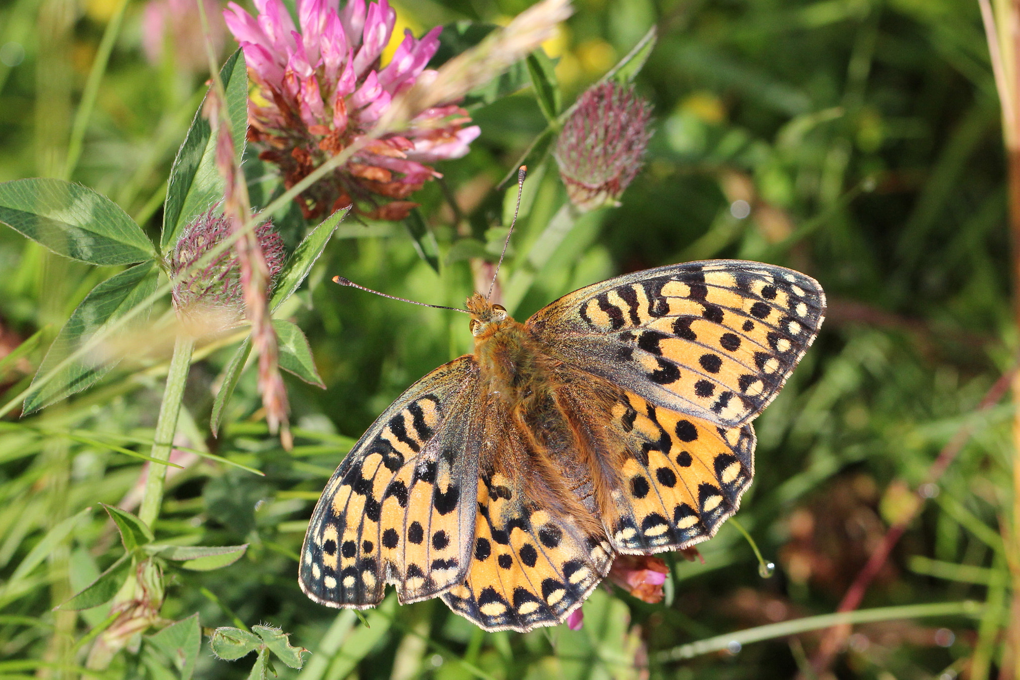 Canon EF 100mm F2.8L Macro IS USM sample photo. Dark green fritillary 1 photography