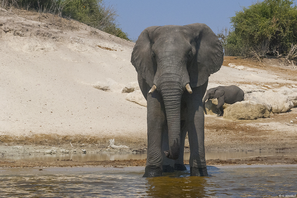 Nikon AF-S Nikkor 28-70mm F2.8 ED-IF sample photo. Bull elephant at chobe river photography