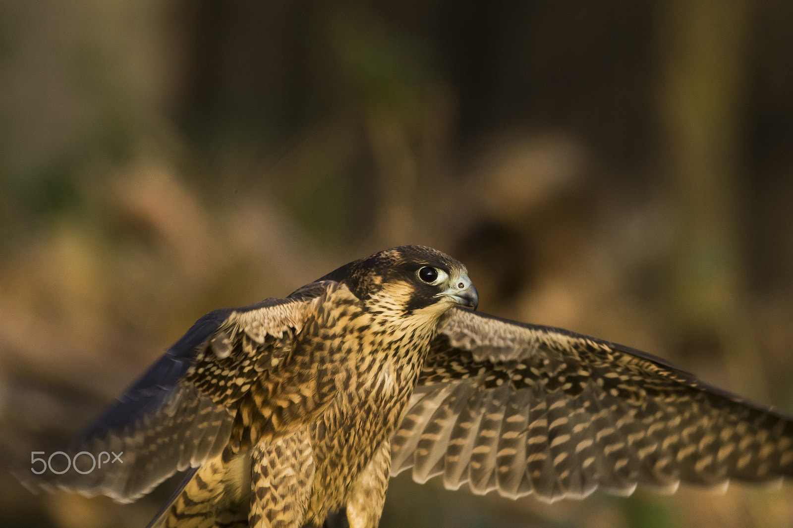 Canon EOS 600D (Rebel EOS T3i / EOS Kiss X5) + Canon EF 400mm F5.6L USM sample photo. Sokol stěhovaví photography