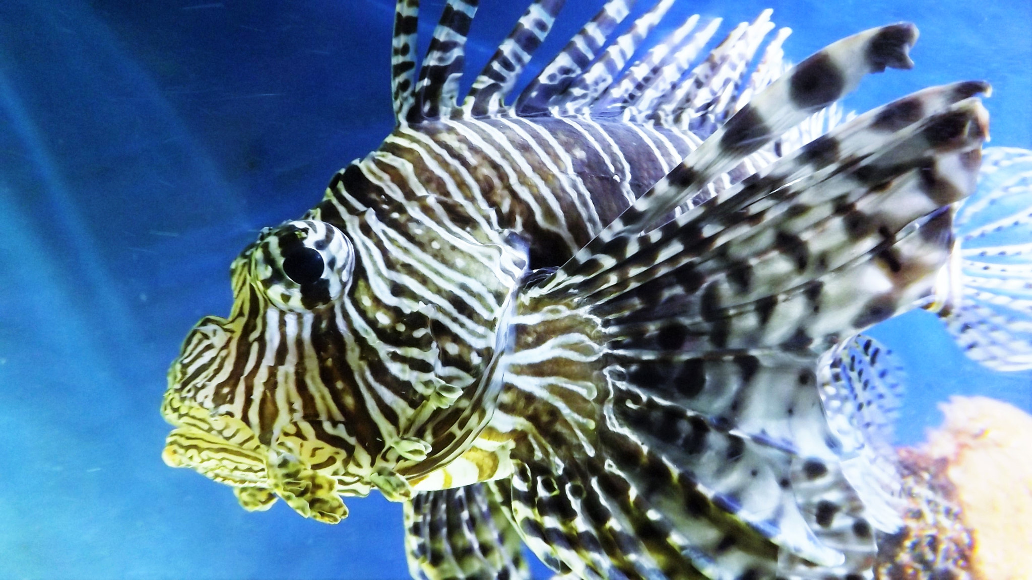 Fujifilm FinePix SL310 sample photo. Lionfish photography