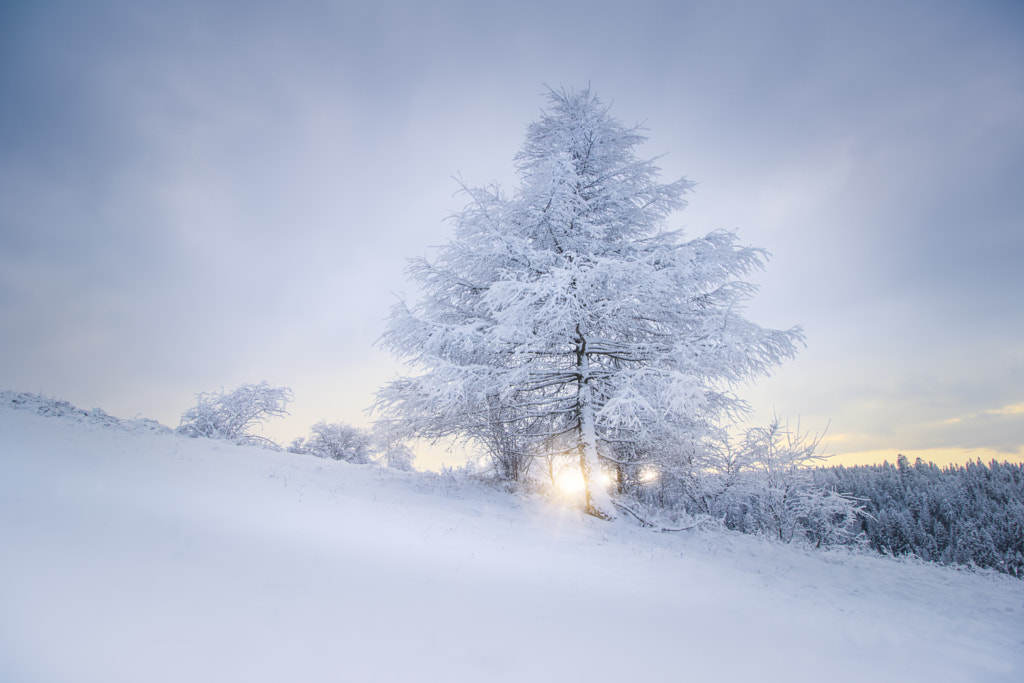 Tree in winter by Marek Kopnický on 500px.com