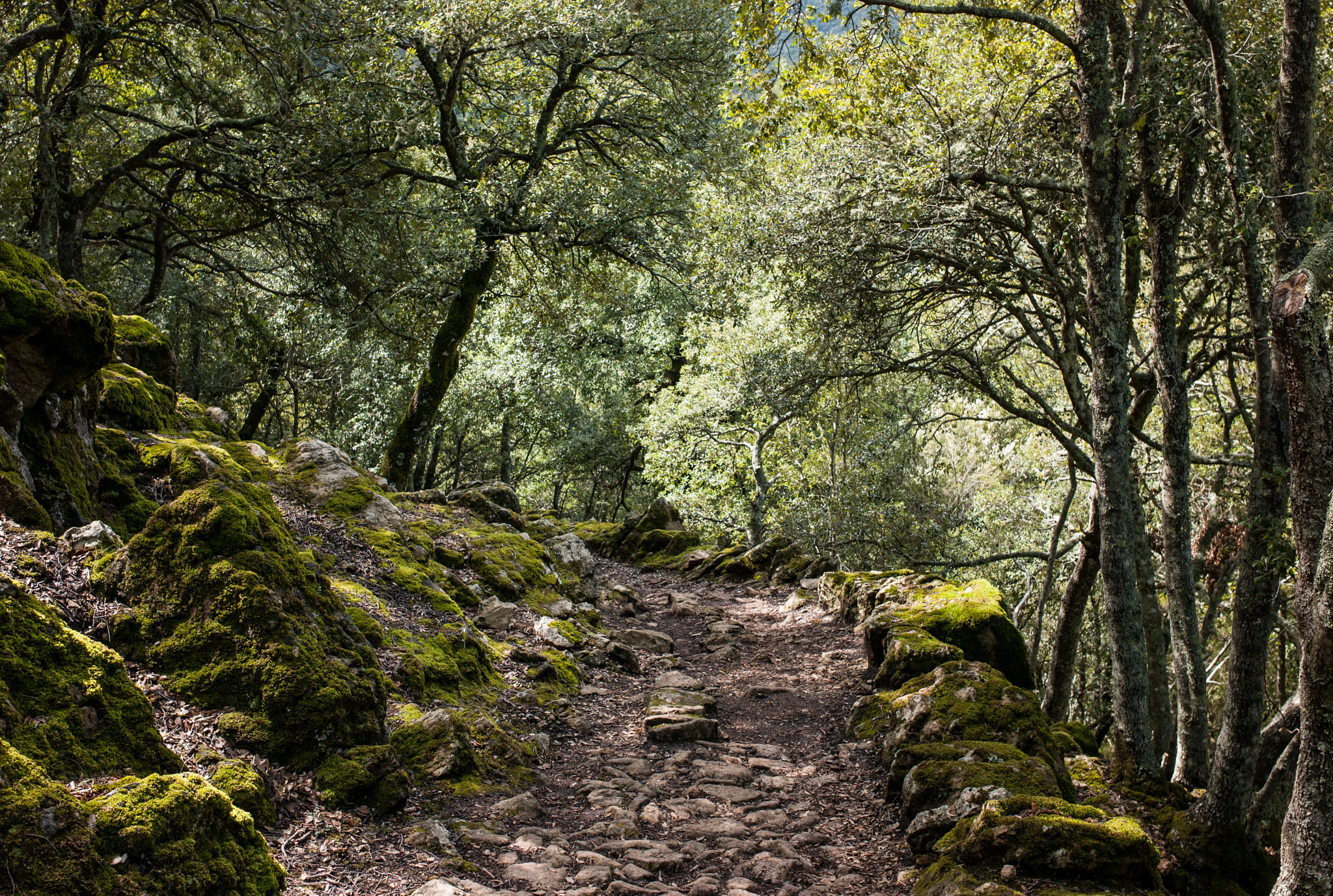Leica Elmarit-M 28mm F2.8 ASPH sample photo. Path photography