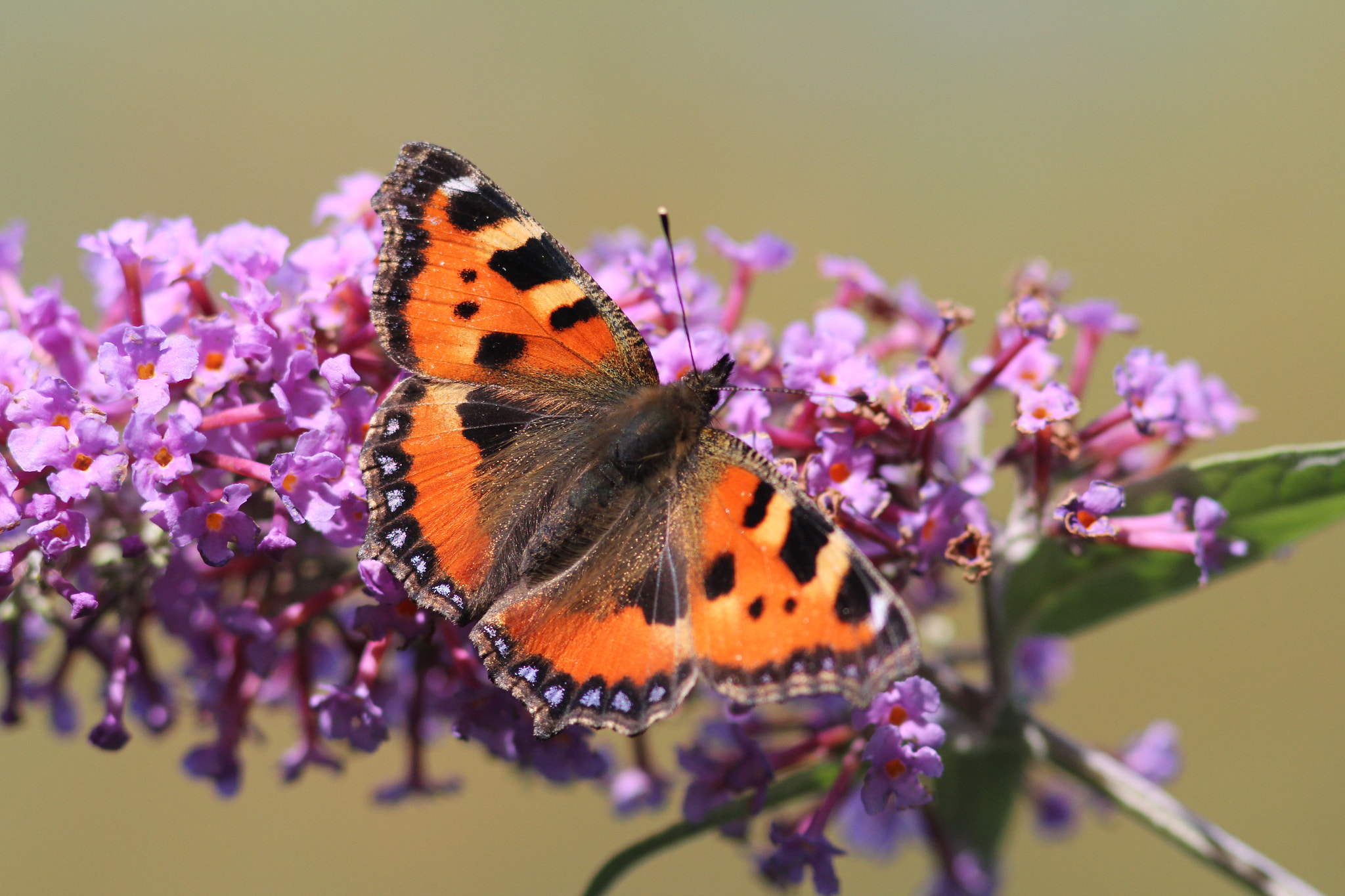 Canon EOS 60D + Canon EF 300mm F4L IS USM sample photo. Tortoiseshell butterfly photography