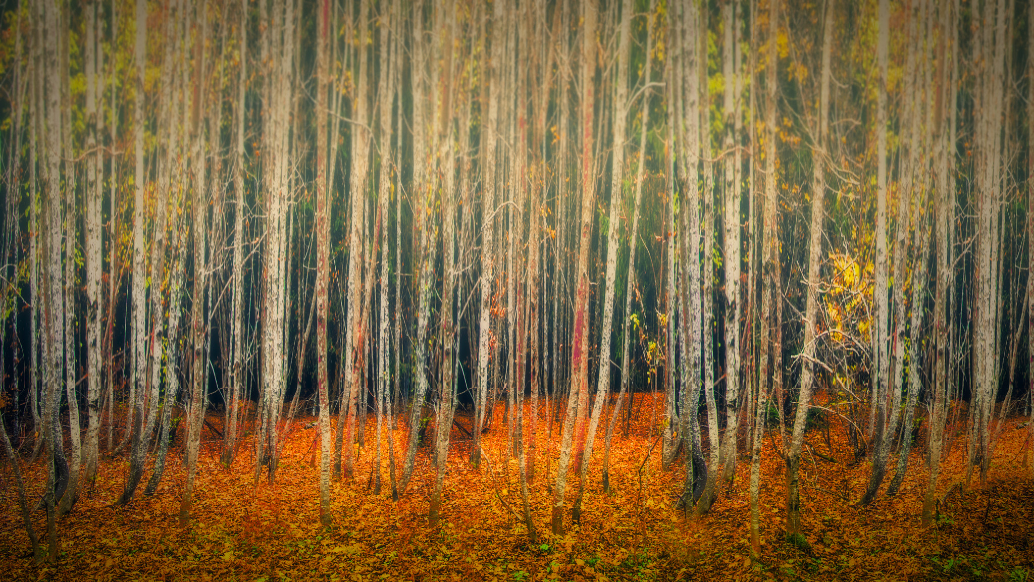 Nikon D3 + Nikon AF-S Nikkor 20mm F1.8G ED sample photo. Foret photography