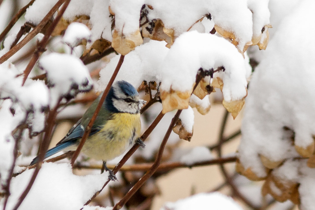 Canon EF 300mm F4L IS USM sample photo. Blue tit eating snow photography