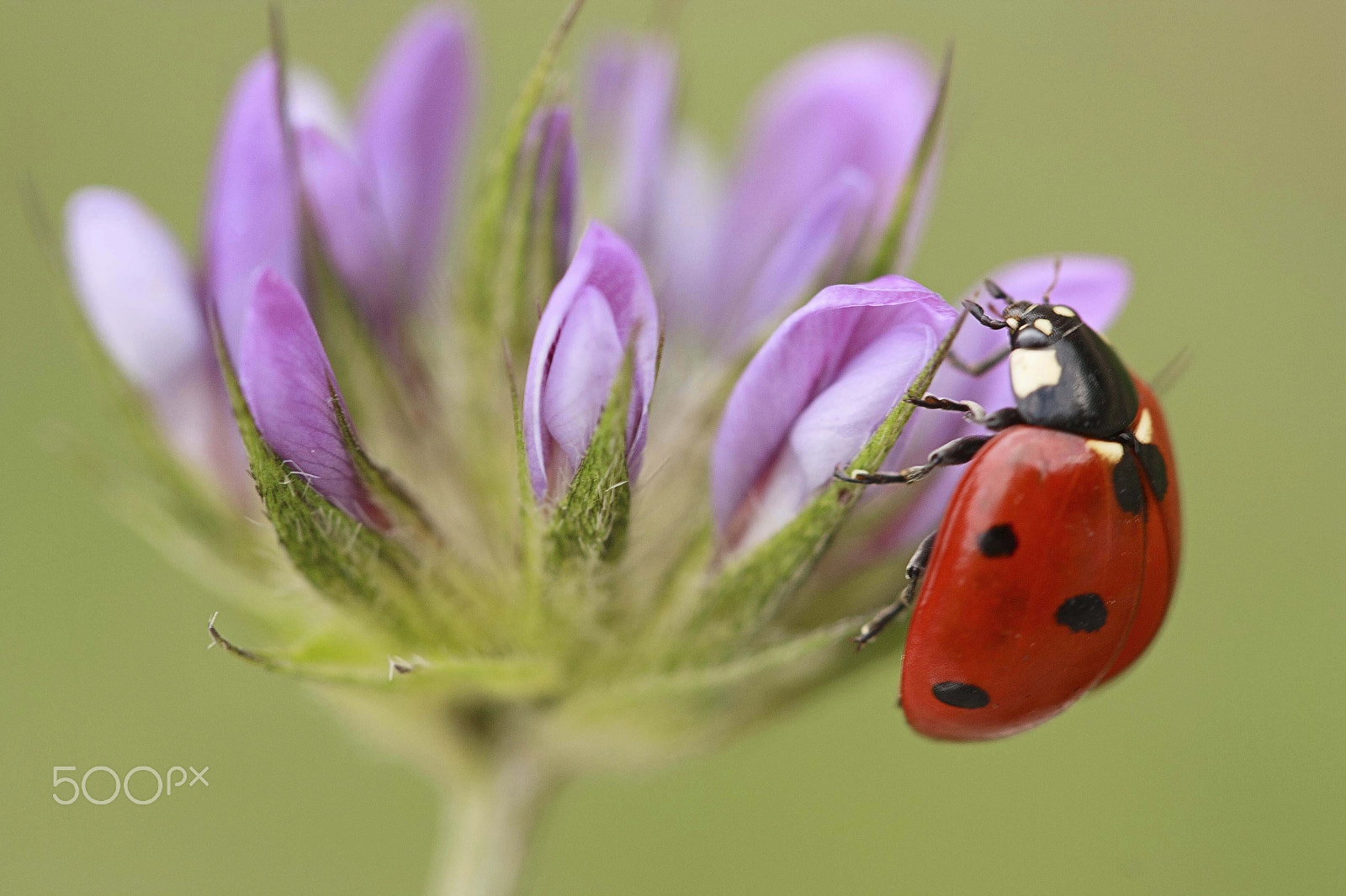 Canon EOS 1000D (EOS Digital Rebel XS / EOS Kiss F) + Canon EF 100mm F2.8L Macro IS USM sample photo. Ladybug a la fuga!:) photography