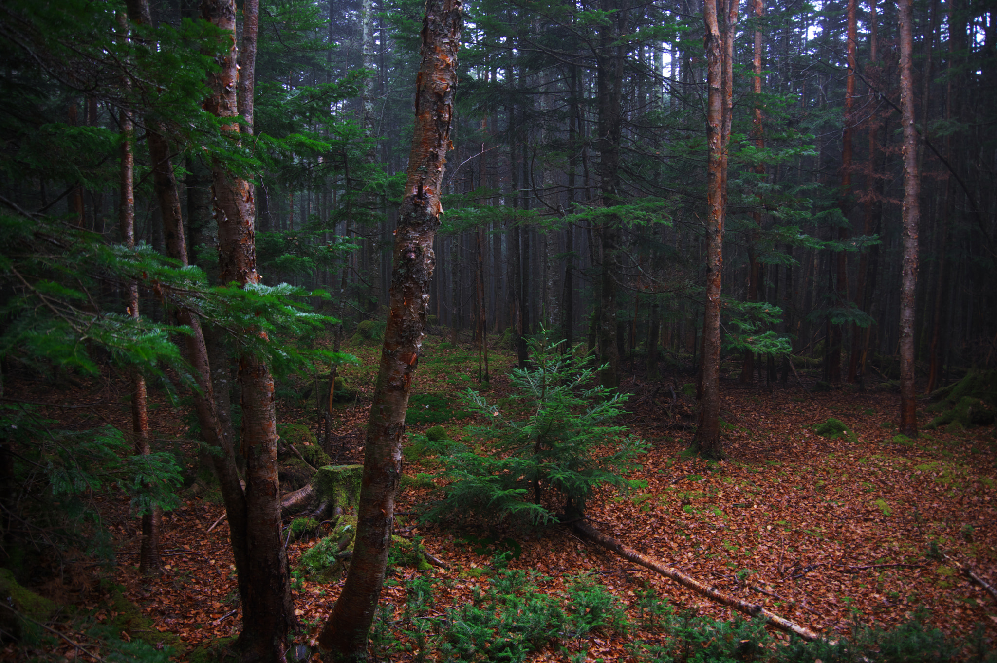 Pentax K-3 sample photo. North yatsugatake mountains / nagano prefecture photography