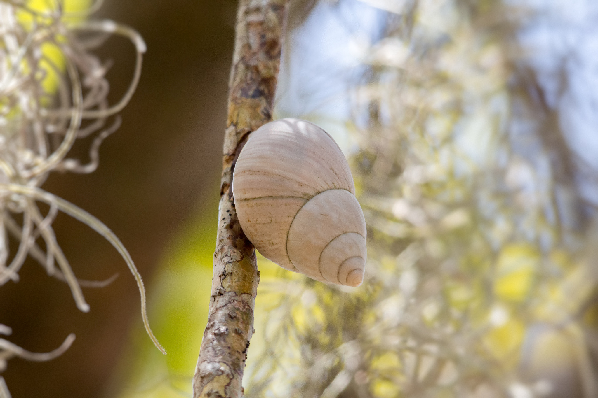 Sigma 150-500mm F5-6.3 DG OS HSM sample photo. Guacara (megalobulimus oblongus) photography