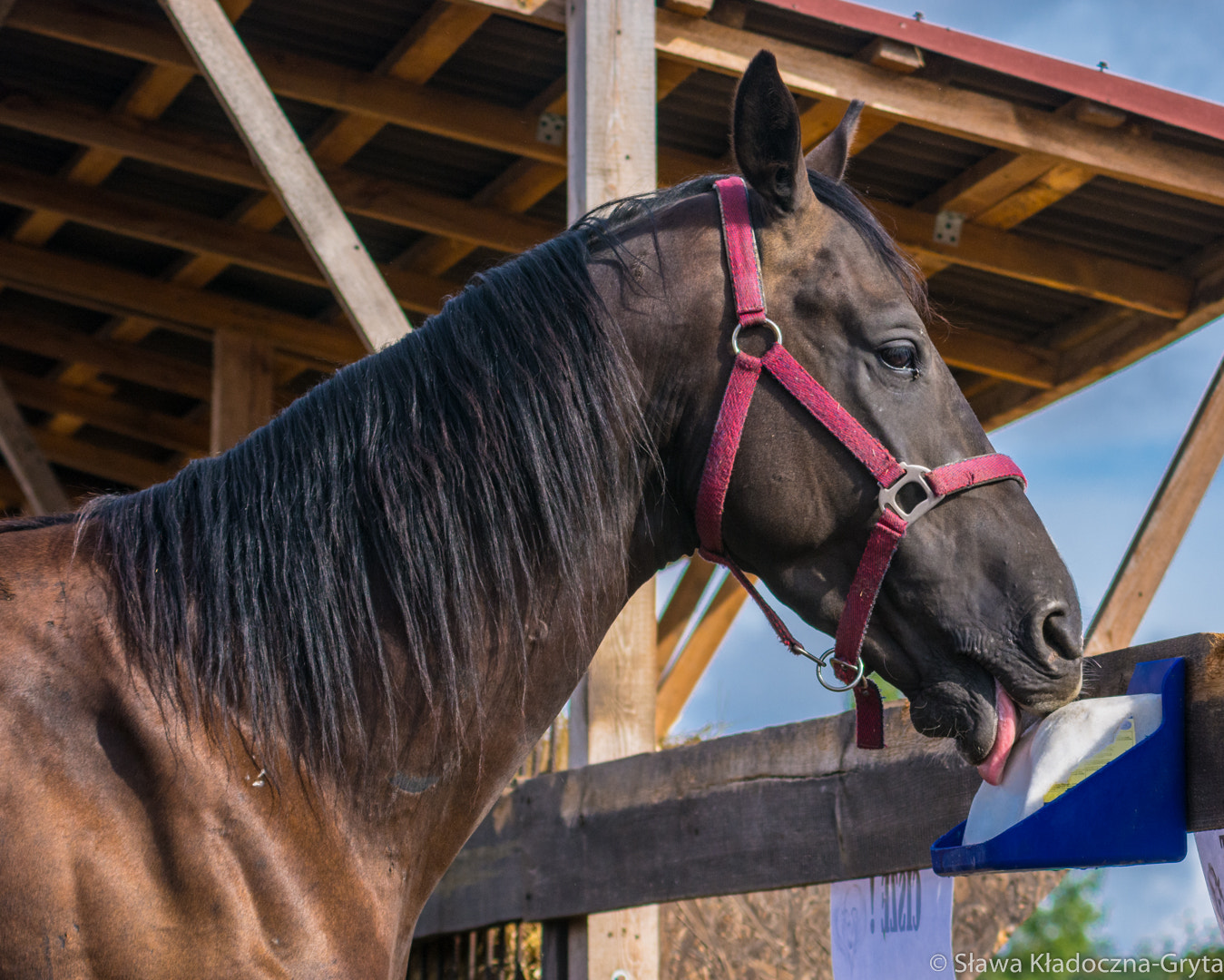 Nikon D7100 + AF Zoom-Nikkor 70-210mm f/4 sample photo. Horse photography