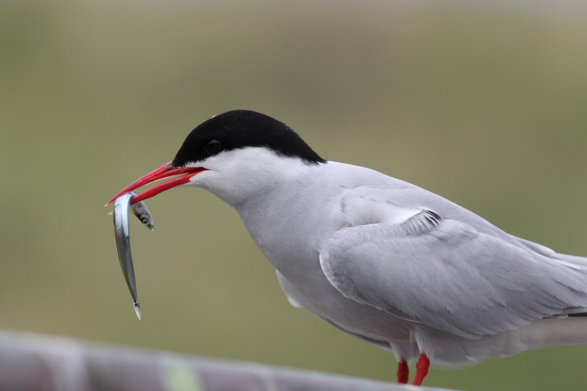 Canon EOS 60D + Canon EF 300mm F4L IS USM sample photo. Arctic tern with sand eel photography