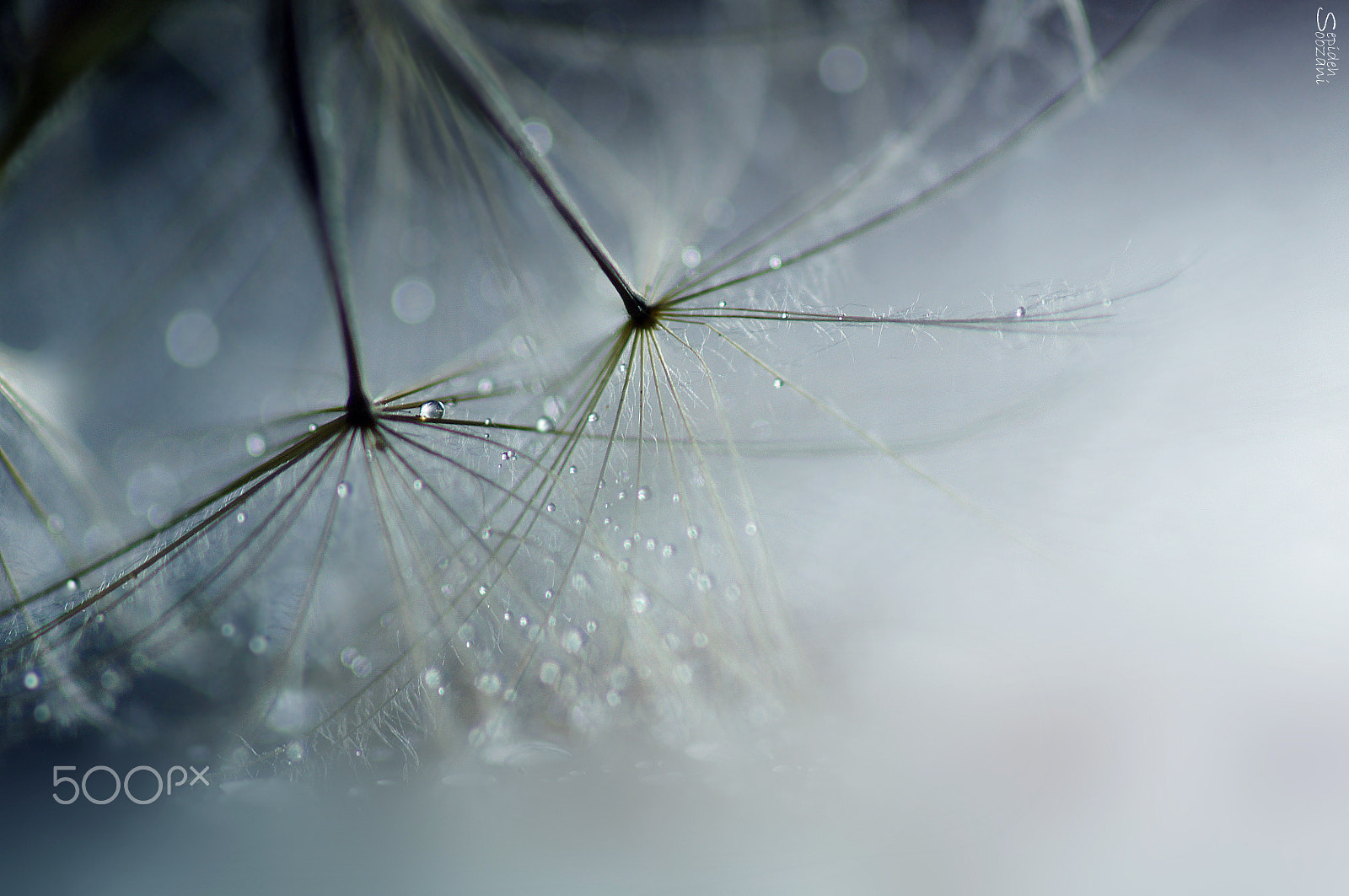 Tamron SP AF 90mm F2.8 Di Macro sample photo. Dance in the wind photography