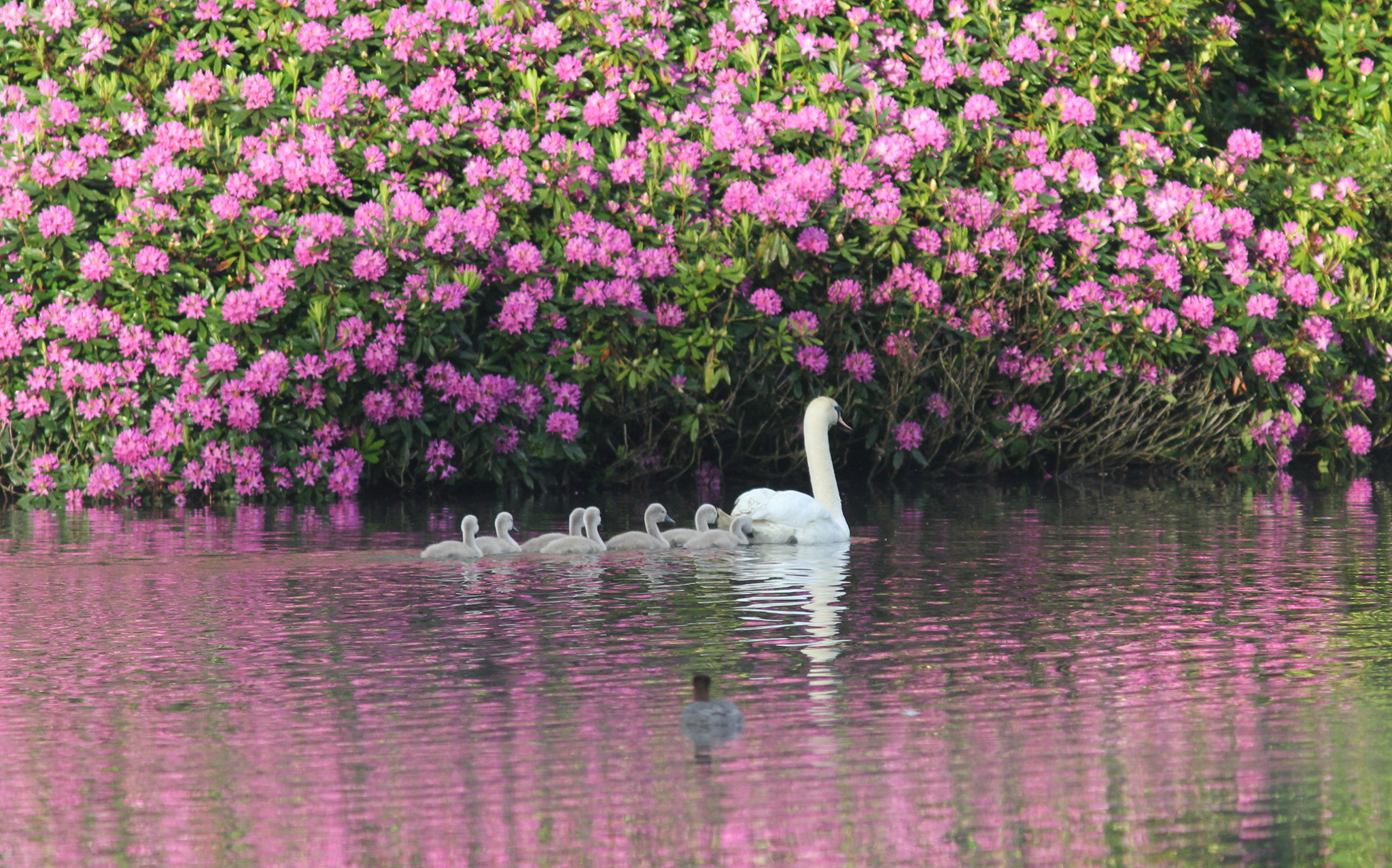 Canon EF 300mm F4L IS USM sample photo. Mute swan with family photography