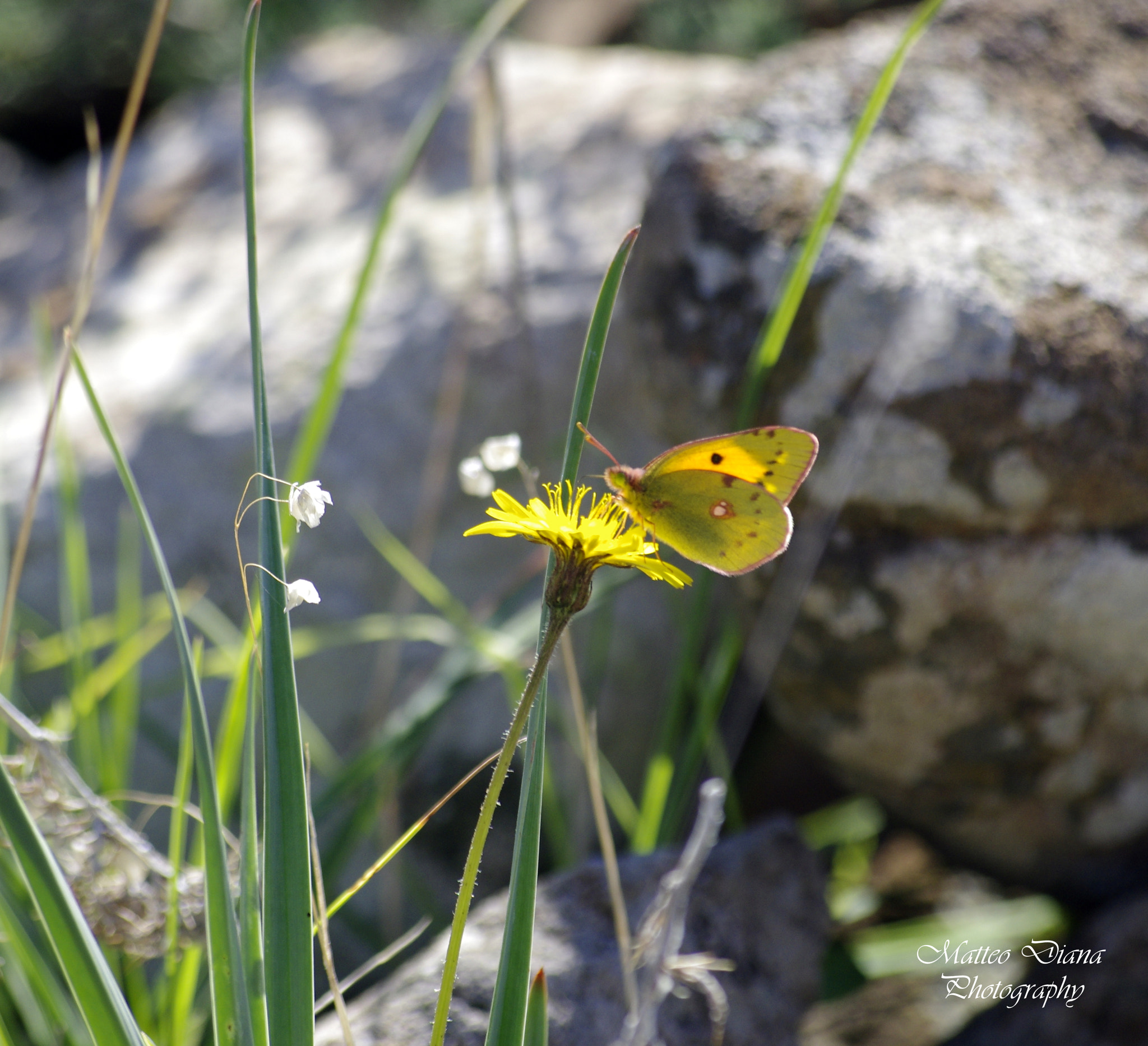 Pentax K-5 + smc PENTAX-DA L 50-200mm F4-5.6 ED sample photo. Colias croceus f. mediterranea stauder, 1913 photography