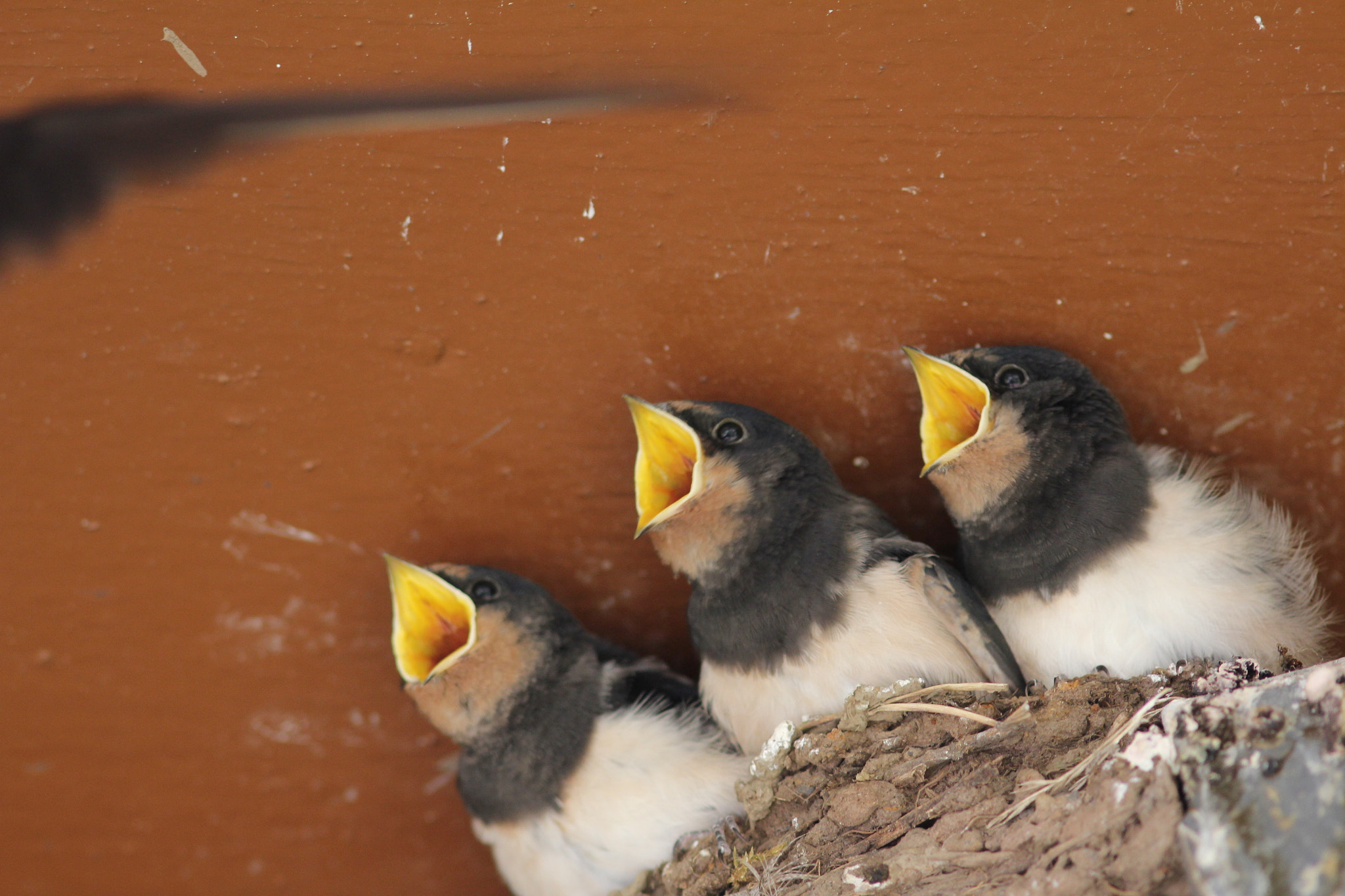 Canon EOS 60D + Canon EF 300mm F4L IS USM sample photo. Swallow trio photography
