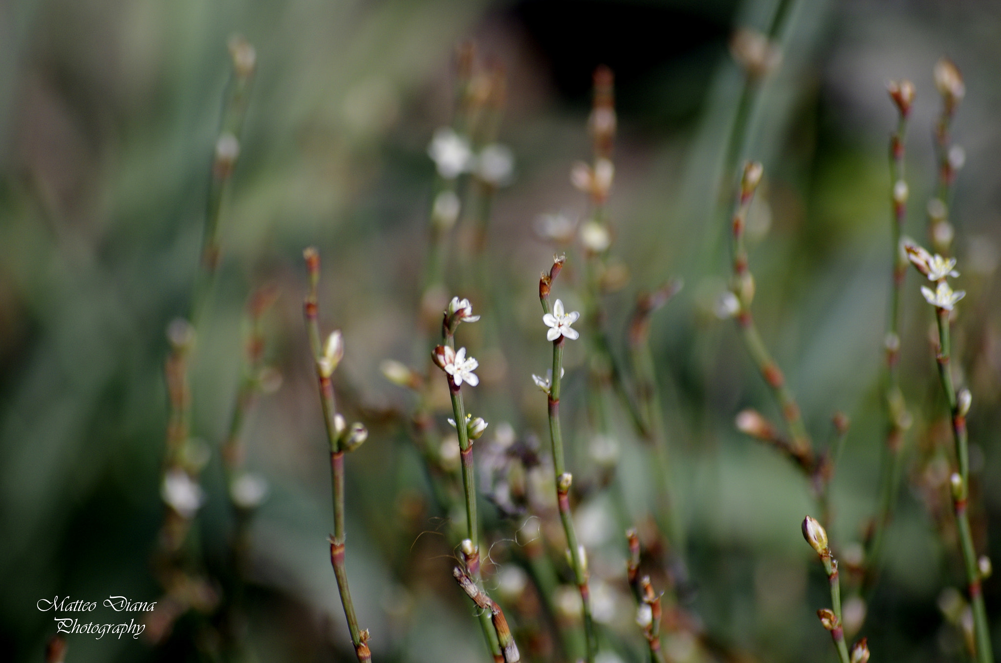 smc PENTAX-DA L 50-200mm F4-5.6 ED sample photo. Limonium... photography
