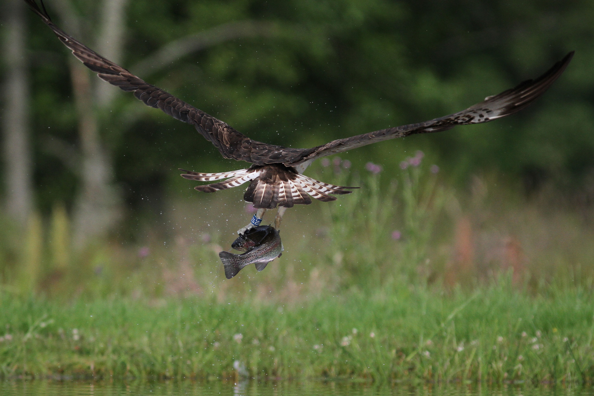 Canon EOS 7D + Canon EF 300mm F4L IS USM sample photo. Got one photography