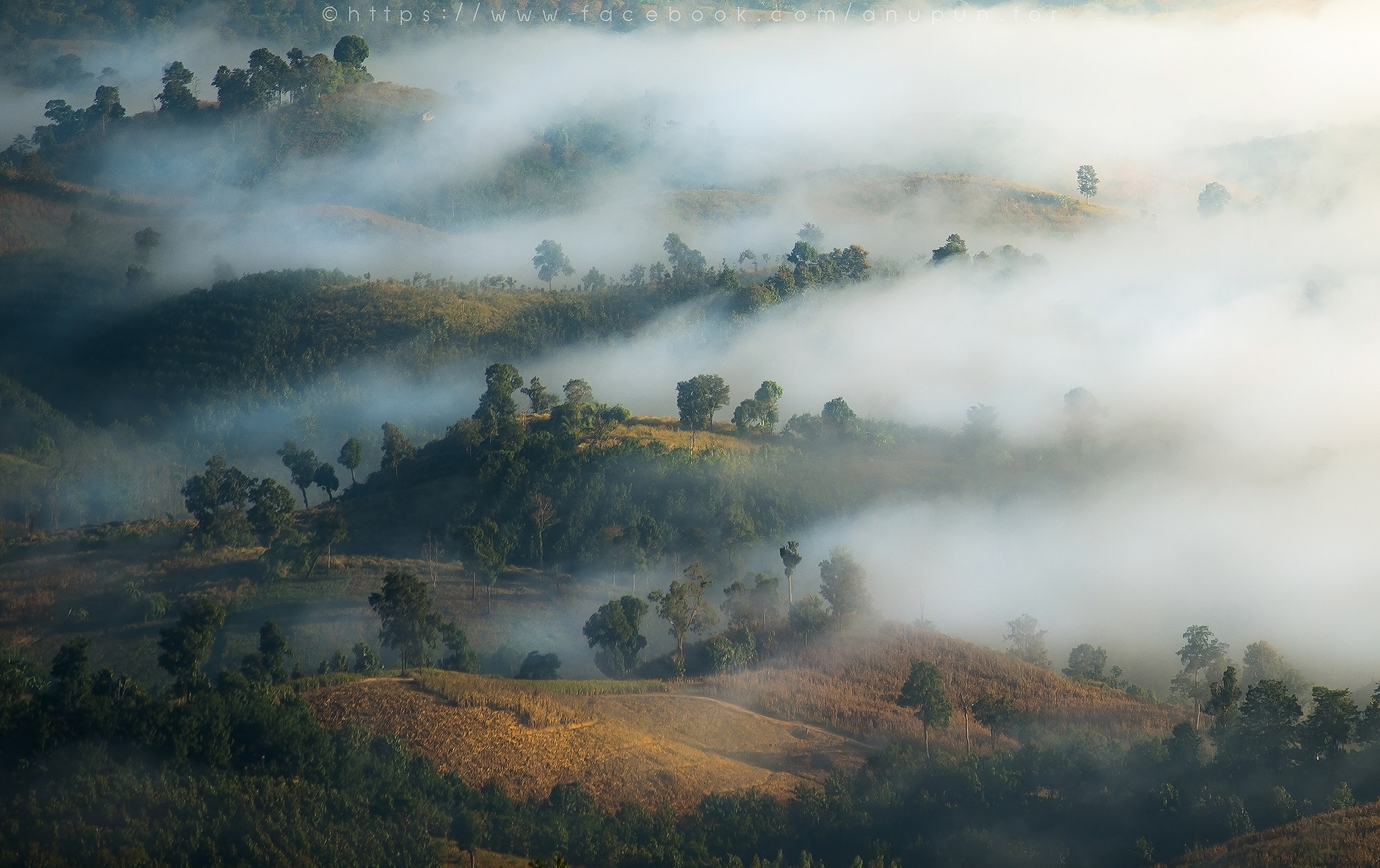 Nikon D4 sample photo. Misty forest photography
