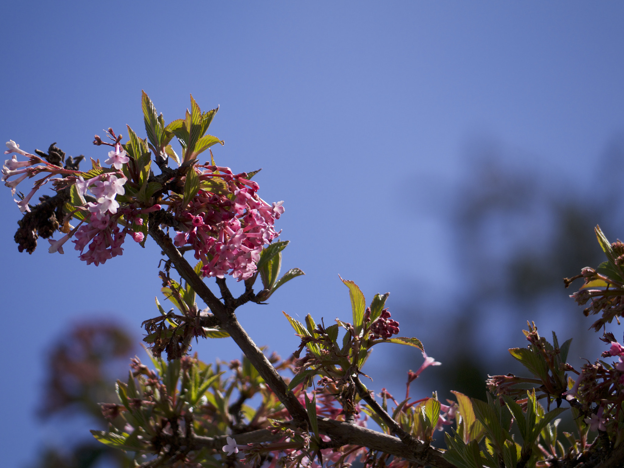 Panasonic Lumix G Vario 45-200mm F4-5.6 OIS sample photo. _1000336.jpg photography