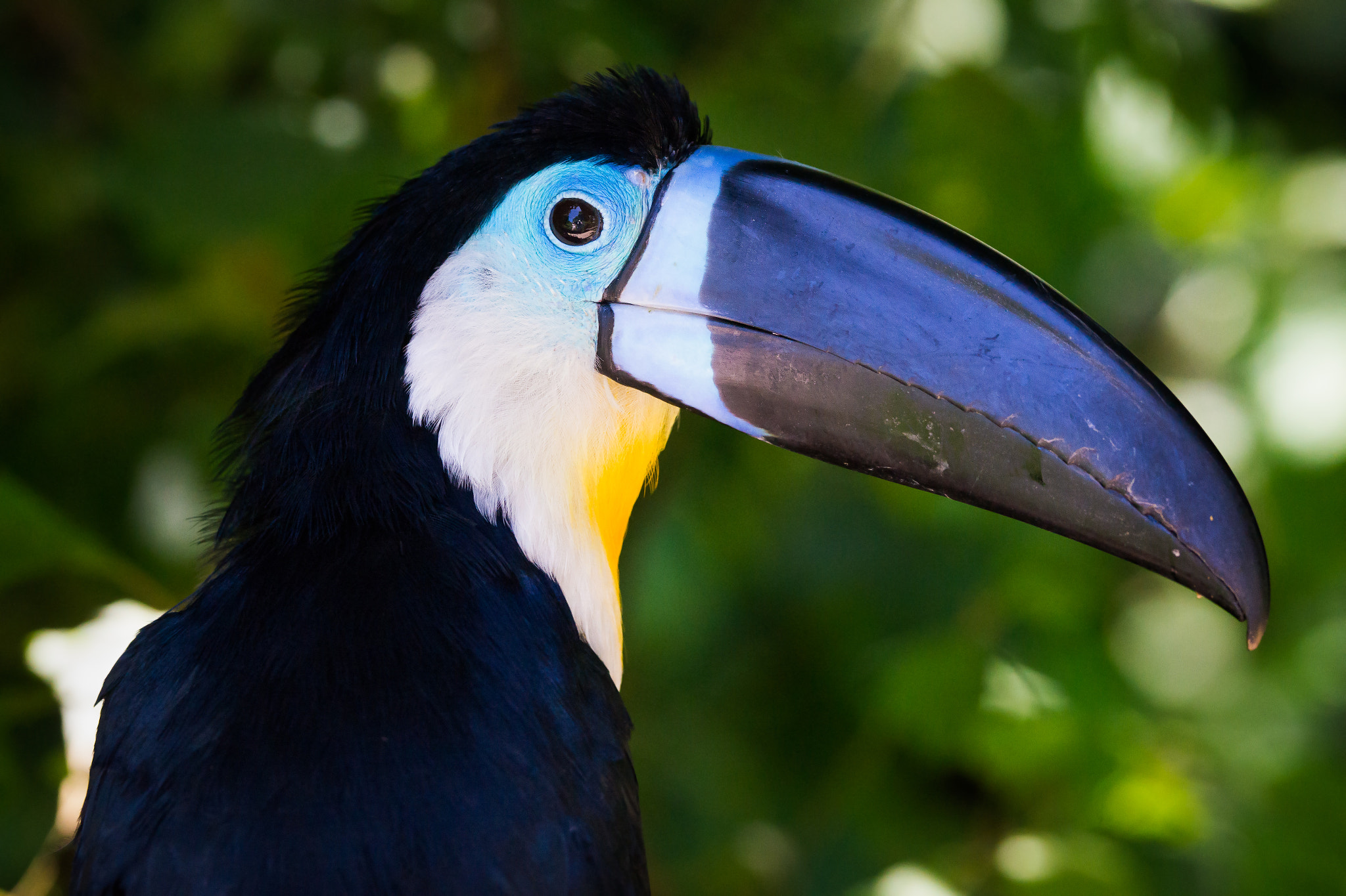 Sony a99 II + Sony 70-400mm F4-5.6 G SSM sample photo. Channel-billed toucan photography