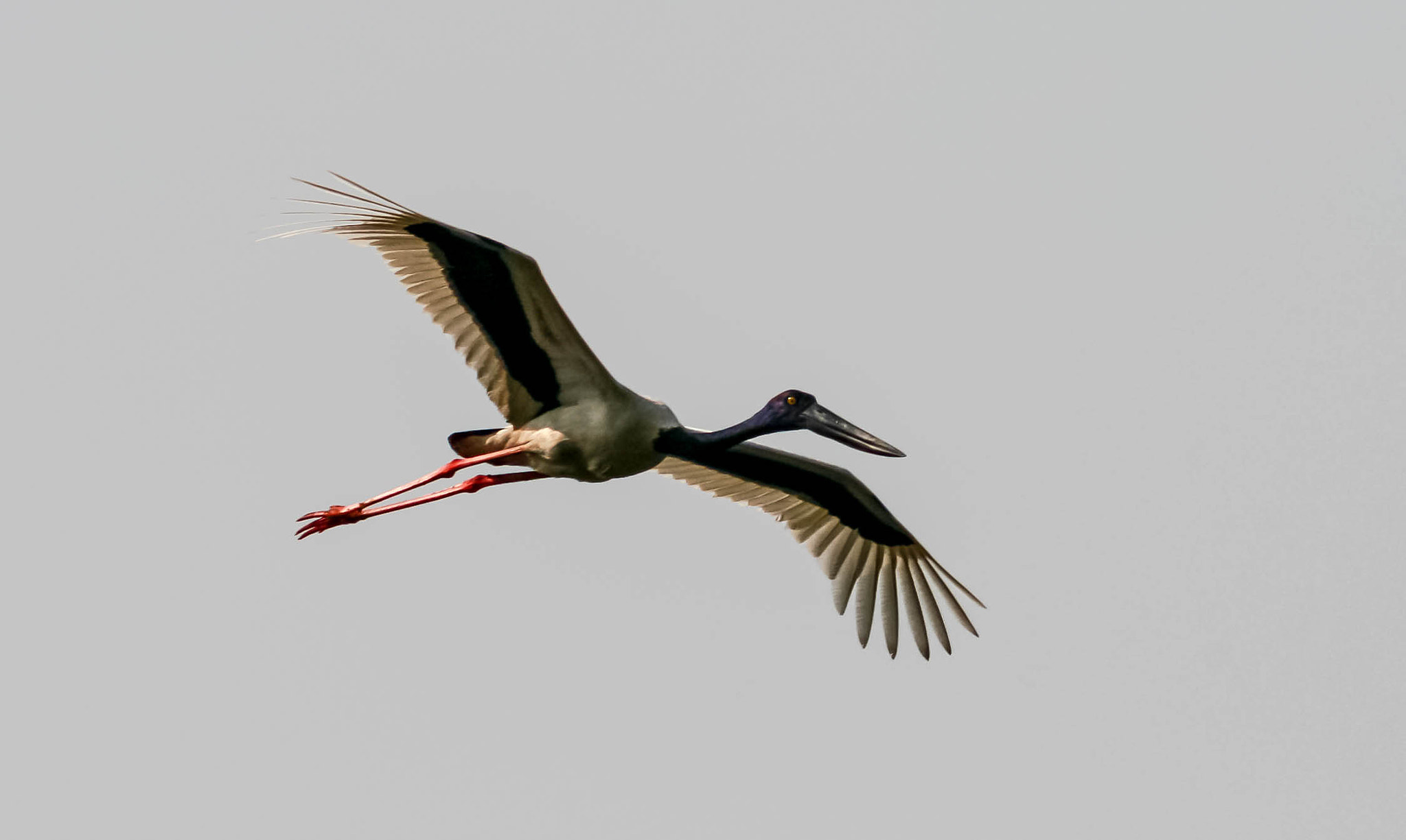 Canon EF 100-300mm f/5.6 sample photo. Black neck stork photography