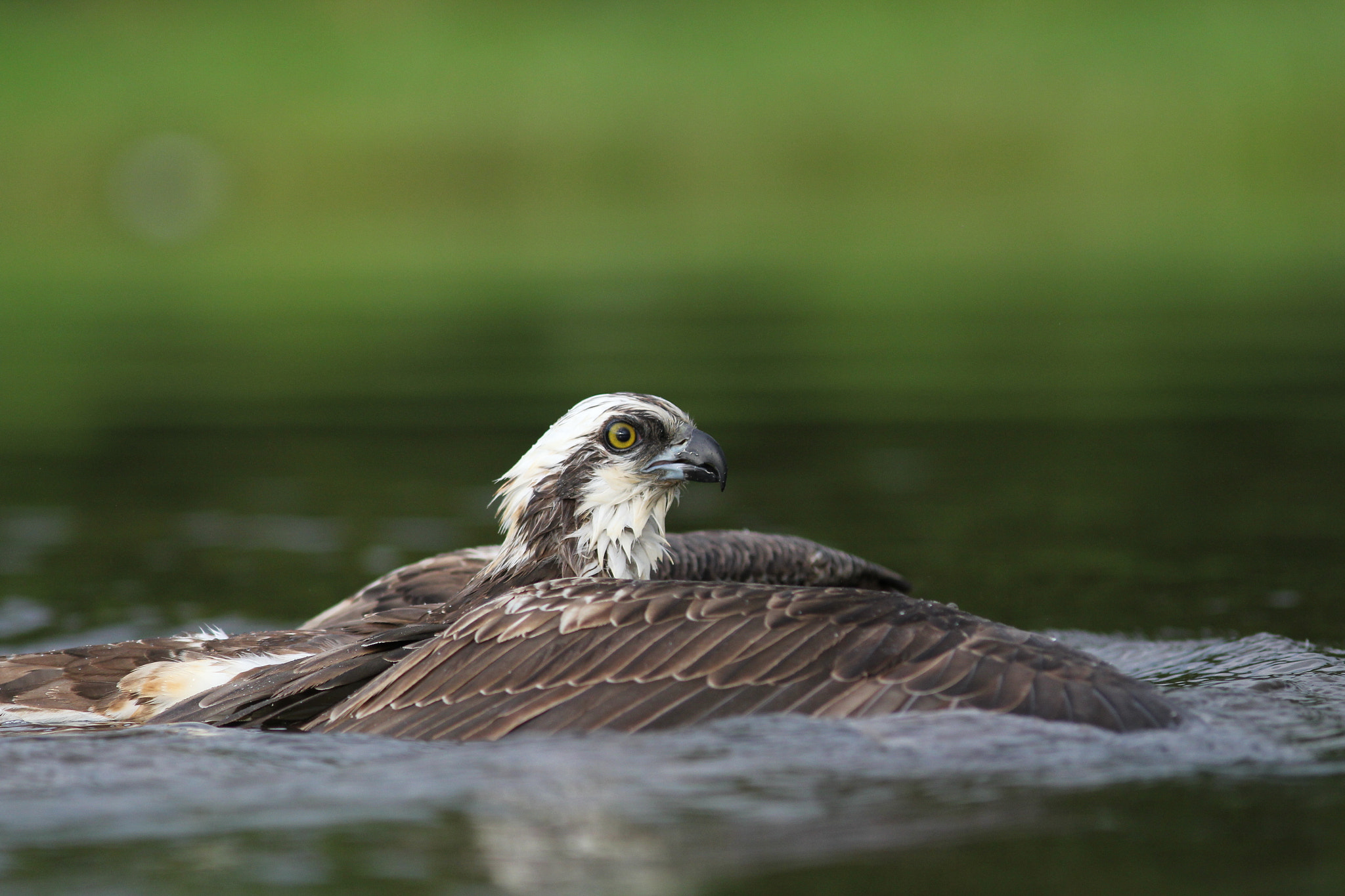 Canon EOS 60D + Canon EF 300mm F4L IS USM sample photo. Stuck photography