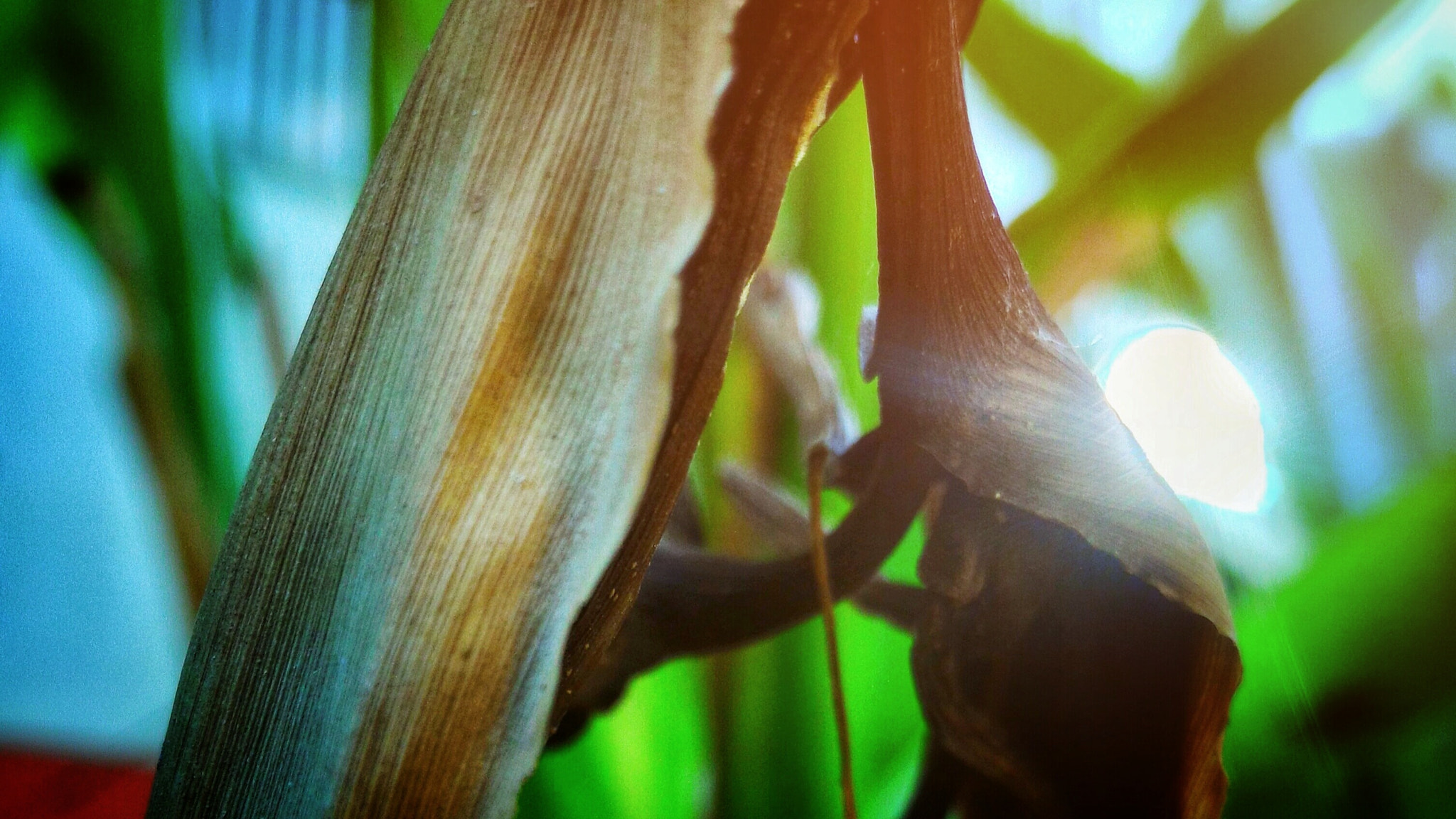 ASUS ZenFone 2 (ZE550ML) sample photo. Bird of paradise photography