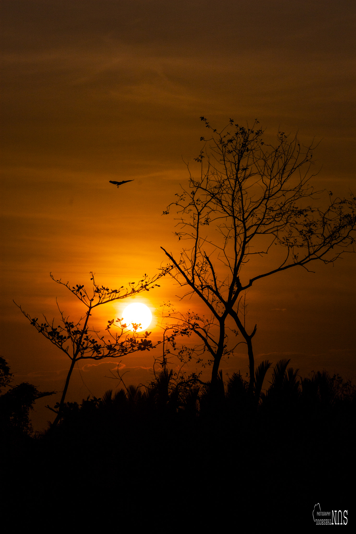 Canon EOS 450D (EOS Rebel XSi / EOS Kiss X2) sample photo. Saigon where i live photography