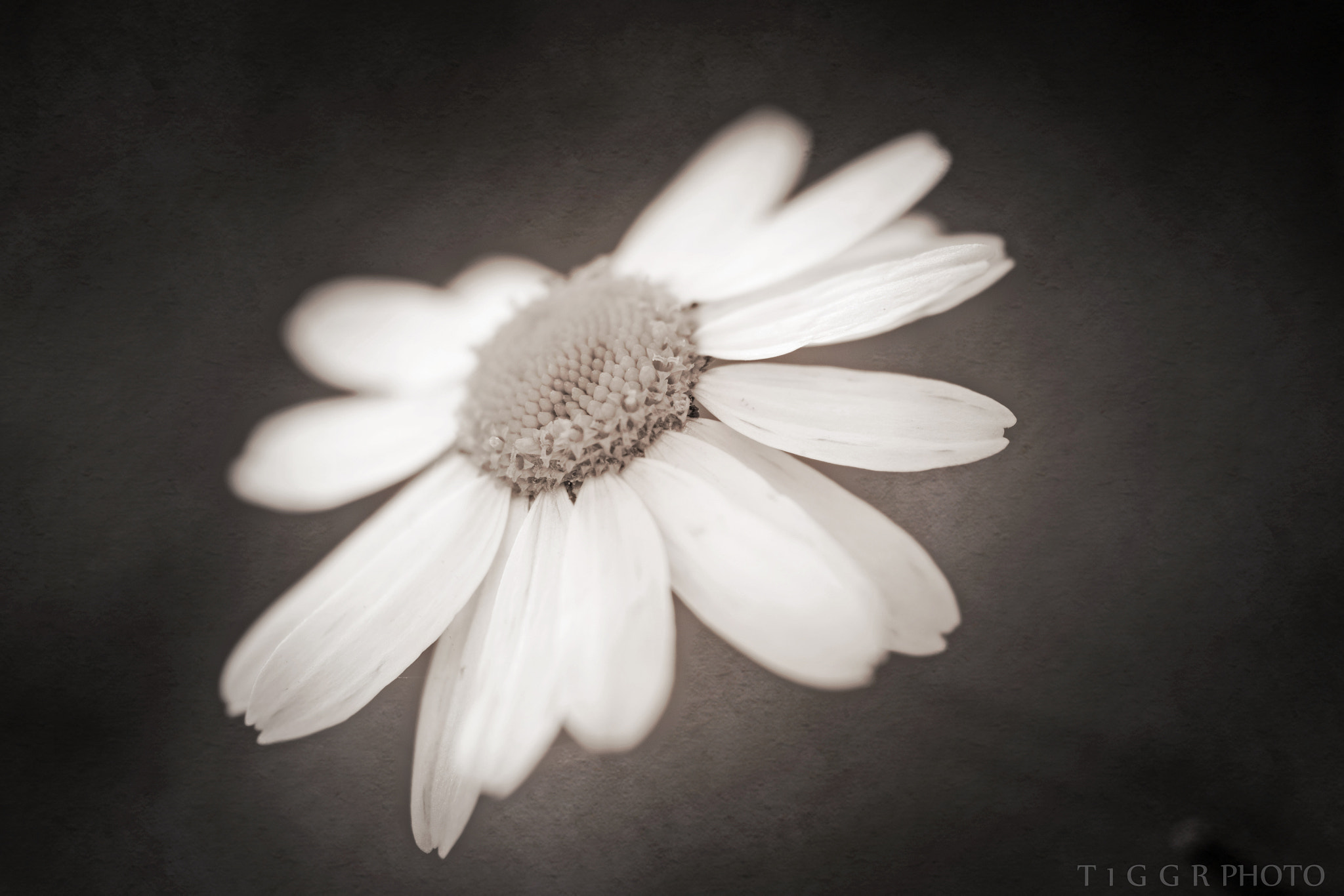 Samsung NX 60mm F2.8 Macro ED OIS SSA sample photo. Yesterday photography