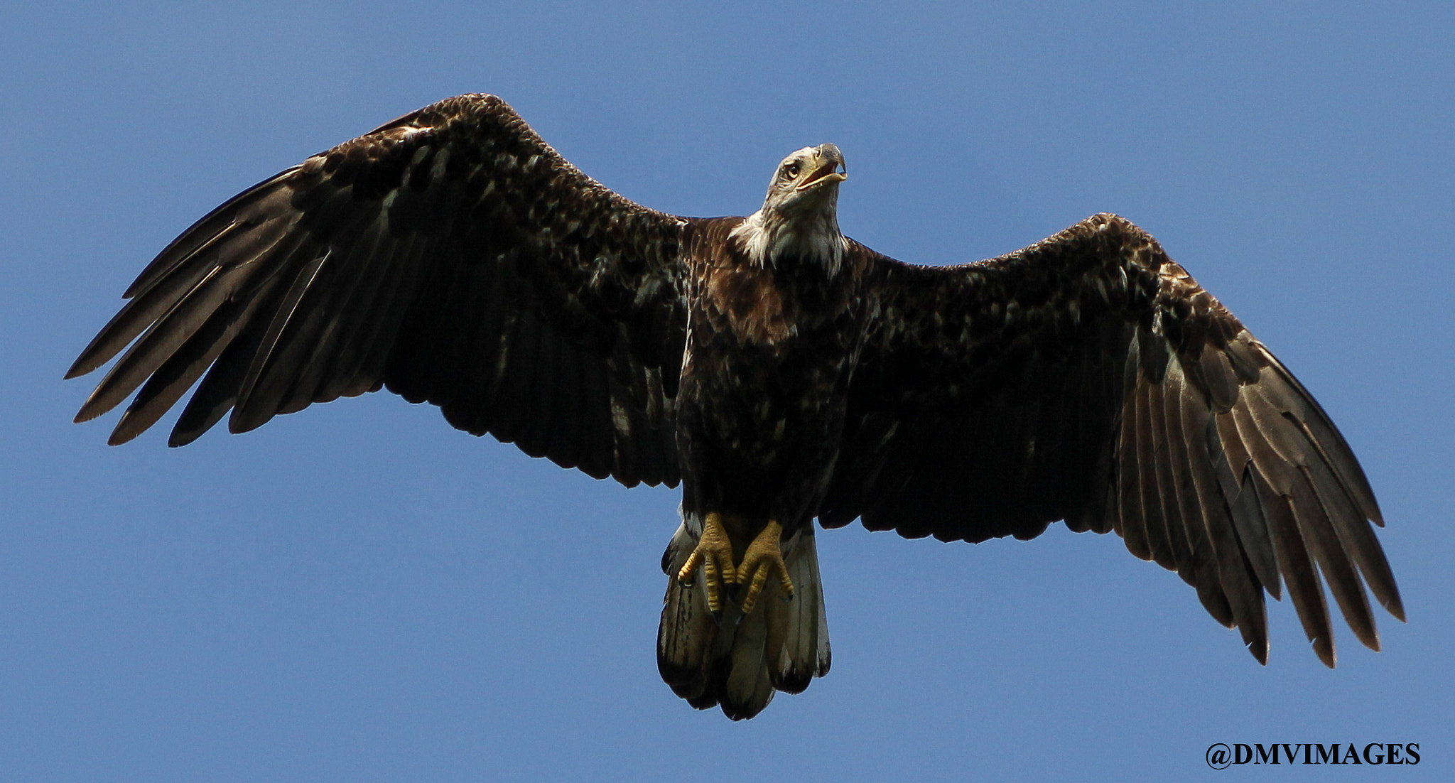 Canon EOS 600D (Rebel EOS T3i / EOS Kiss X5) + Canon EF 400mm F5.6L USM sample photo. Bald eagle photography