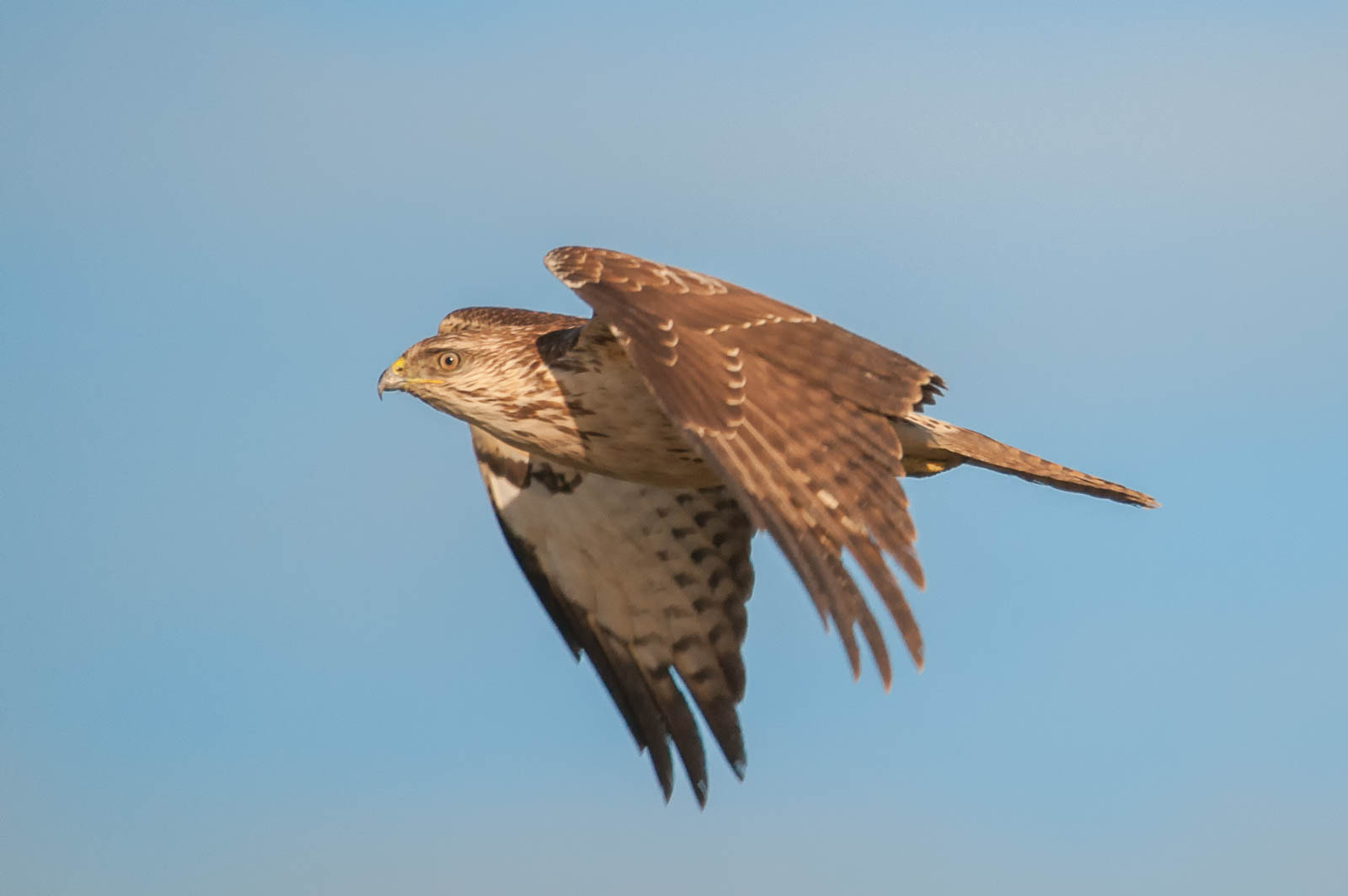 Sigma 120-400mm F4.5-5.6 DG OS HSM sample photo. Buzzard photography