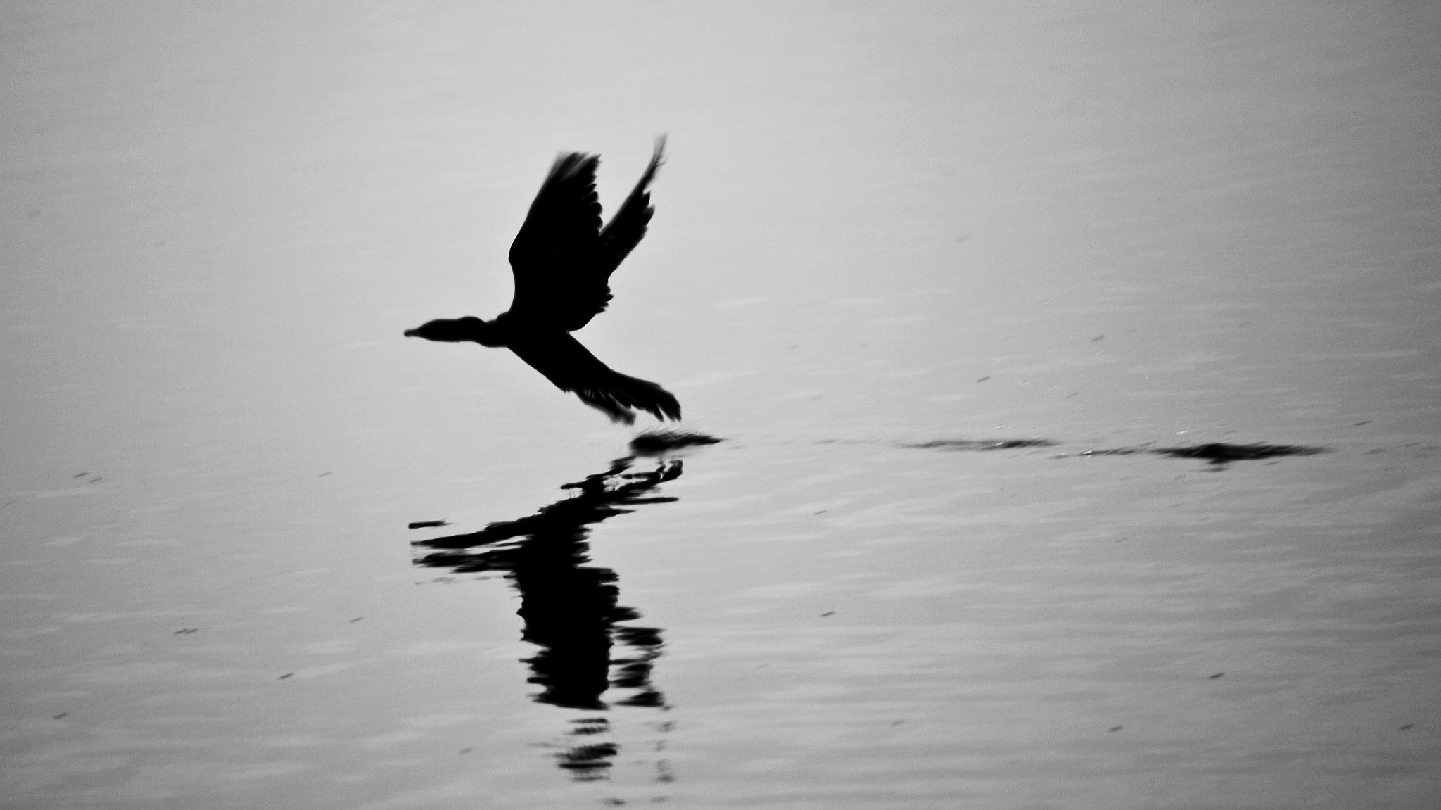 Canon EOS 1000D (EOS Digital Rebel XS / EOS Kiss F) sample photo. Nai'bird photography