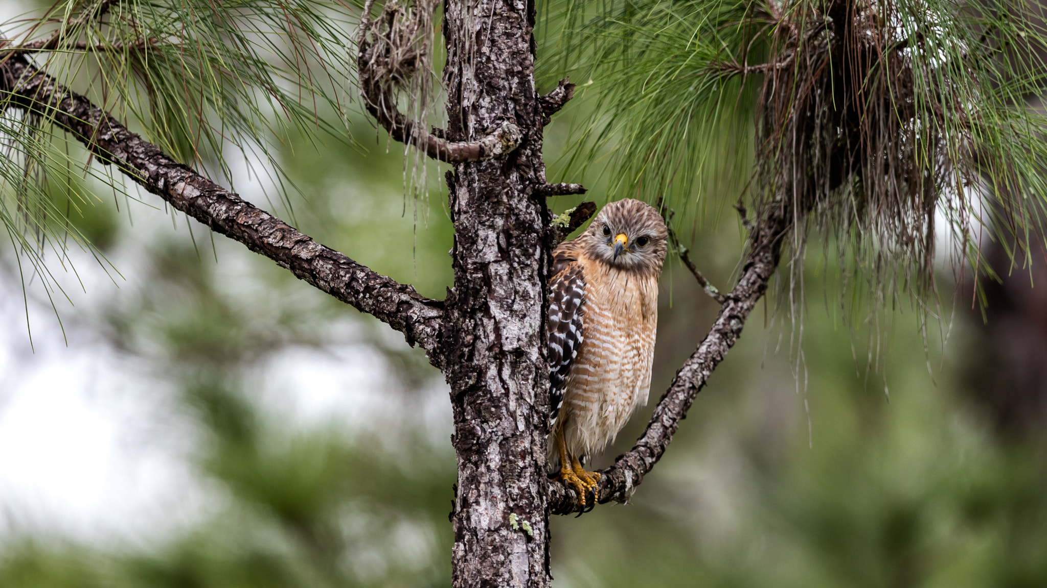 Canon EOS 5DS R + Canon EF 300mm F2.8L IS II USM sample photo. Red-shouldered hawk photography