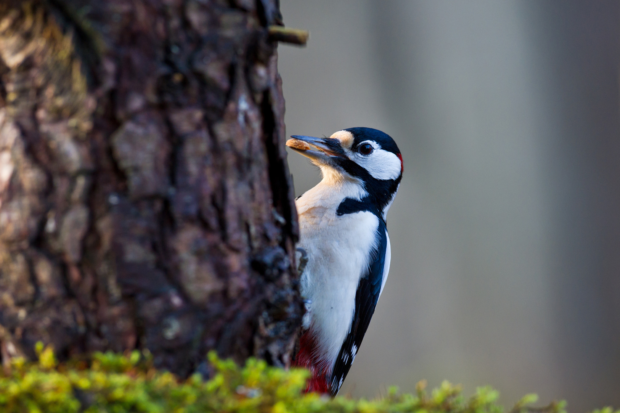 AF-S Nikkor 300mm f/2.8D IF-ED II sample photo. Bon appetit mr.woodpecker, photography