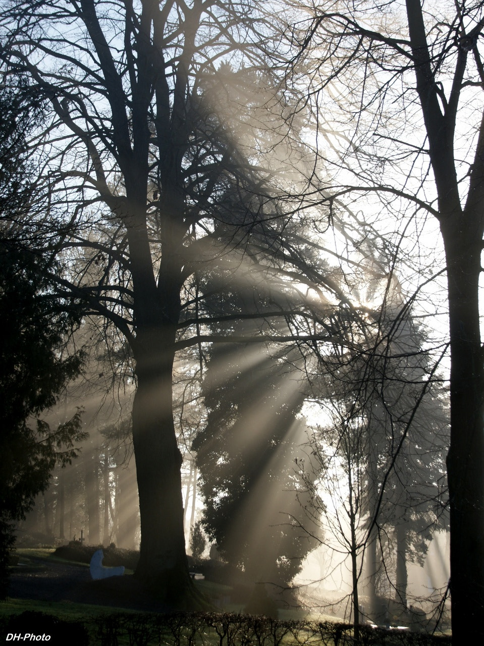 Sony Alpha DSLR-A300 + Tamron AF 28-105mm F4-5.6 [IF] sample photo. The sun on the way through the morning mist photography