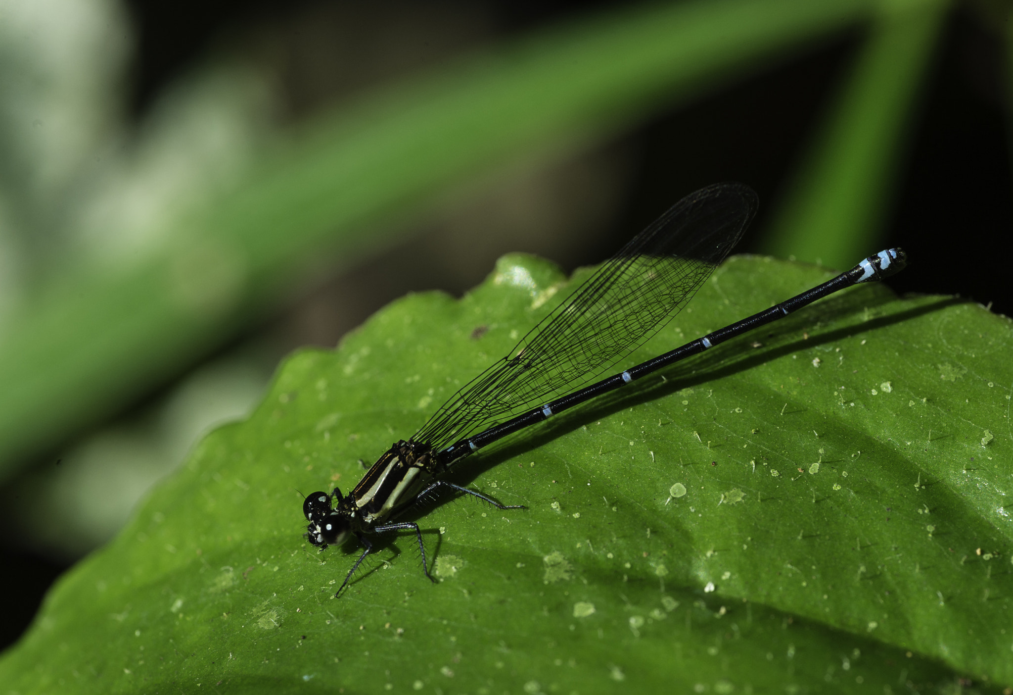 Nikon D4 sample photo. The unknown coenagrionidae photography