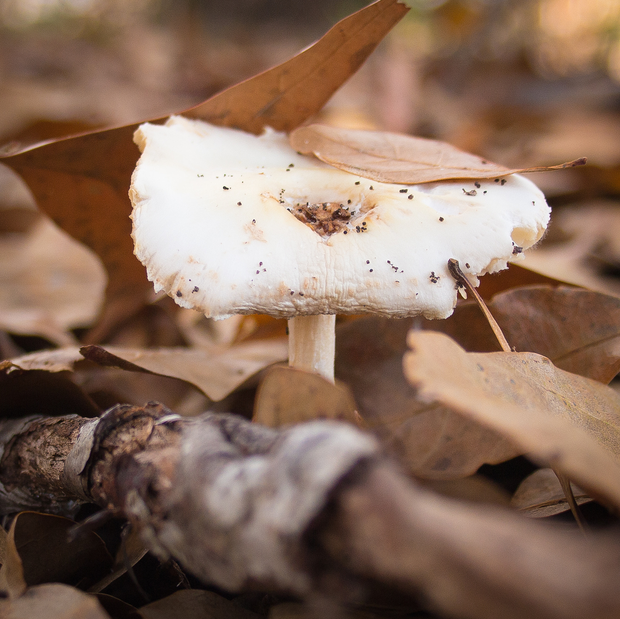 Canon EF-S 18-55mm F3.5-5.6 sample photo. Shroom photography
