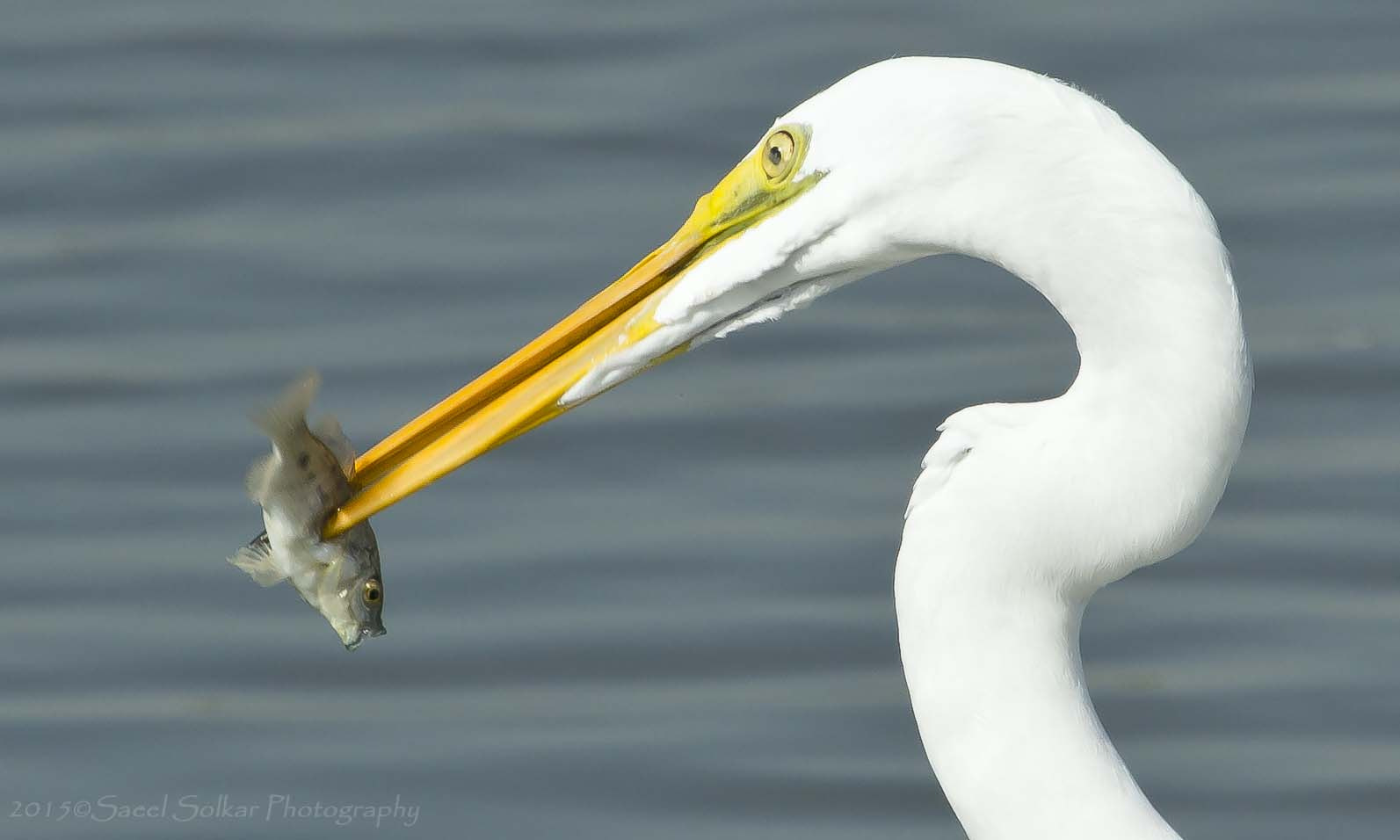 Canon EF 100-400mm F4.5-5.6L IS USM sample photo. Catch of the day photography