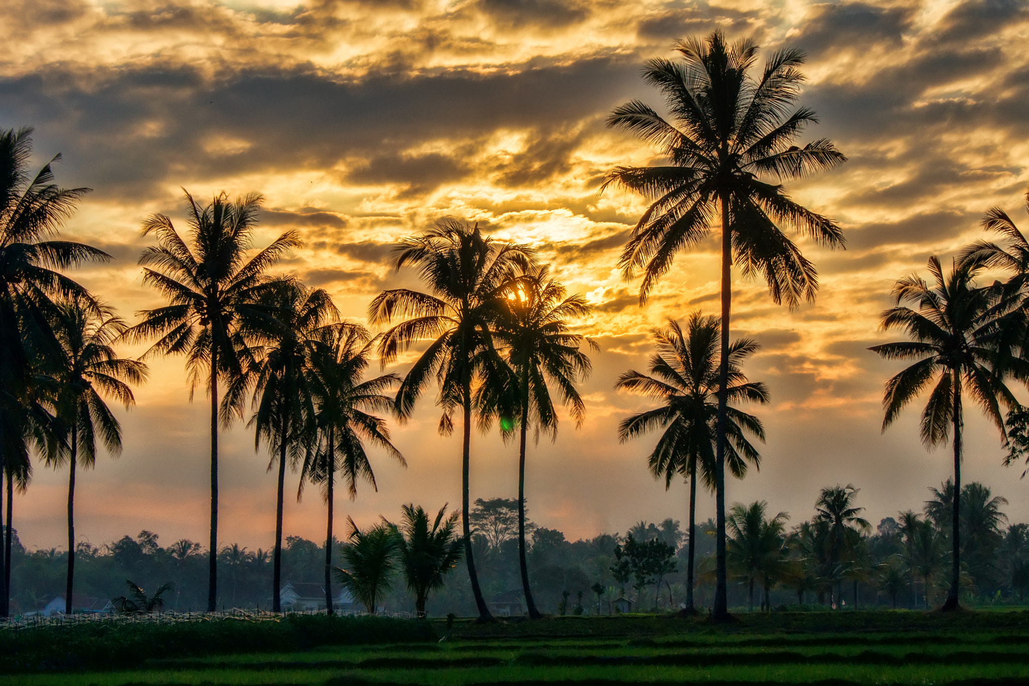 Sony Alpha DSLR-A560 + Sony DT 18-55mm F3.5-5.6 SAM sample photo. Diantara siluet pohon kelapa photography