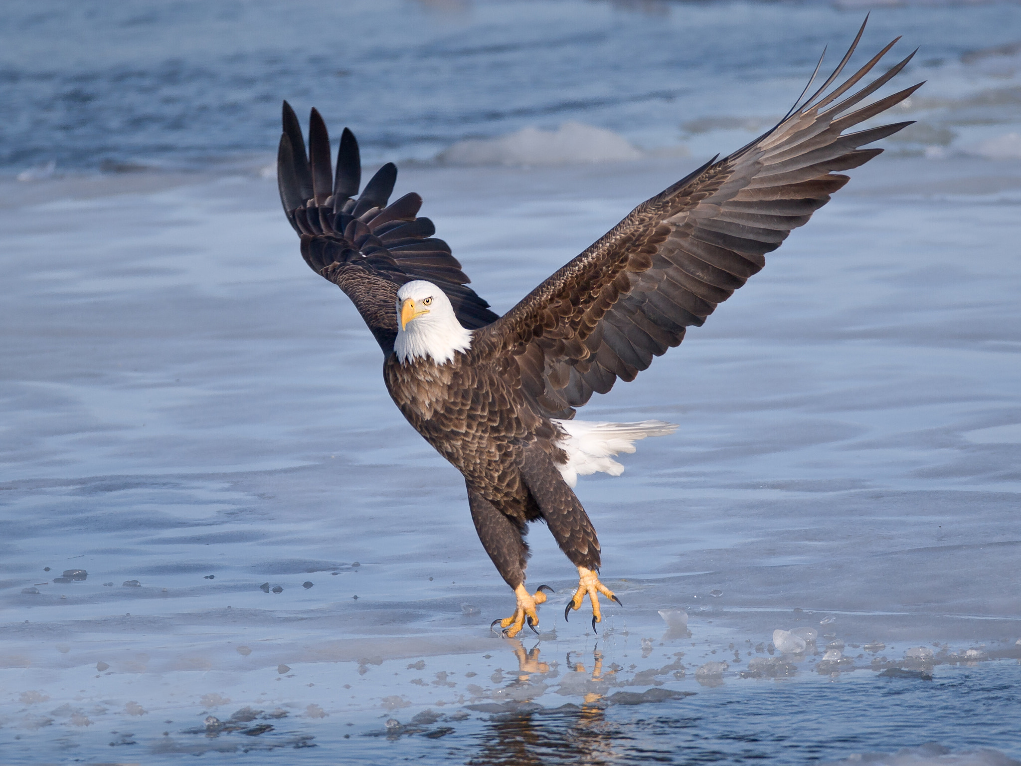 Canon EF 600mm F4L IS USM sample photo. Bald eagle photography