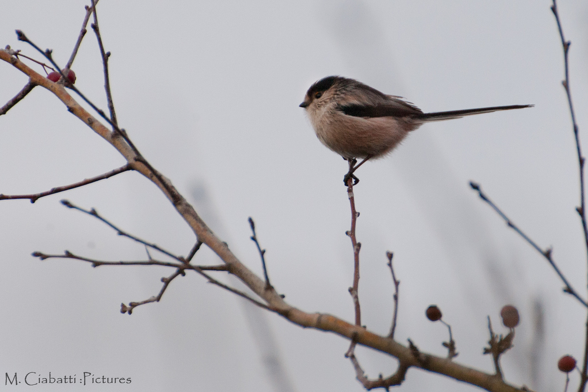 Canon EOS-1D Mark III sample photo. In balance photography