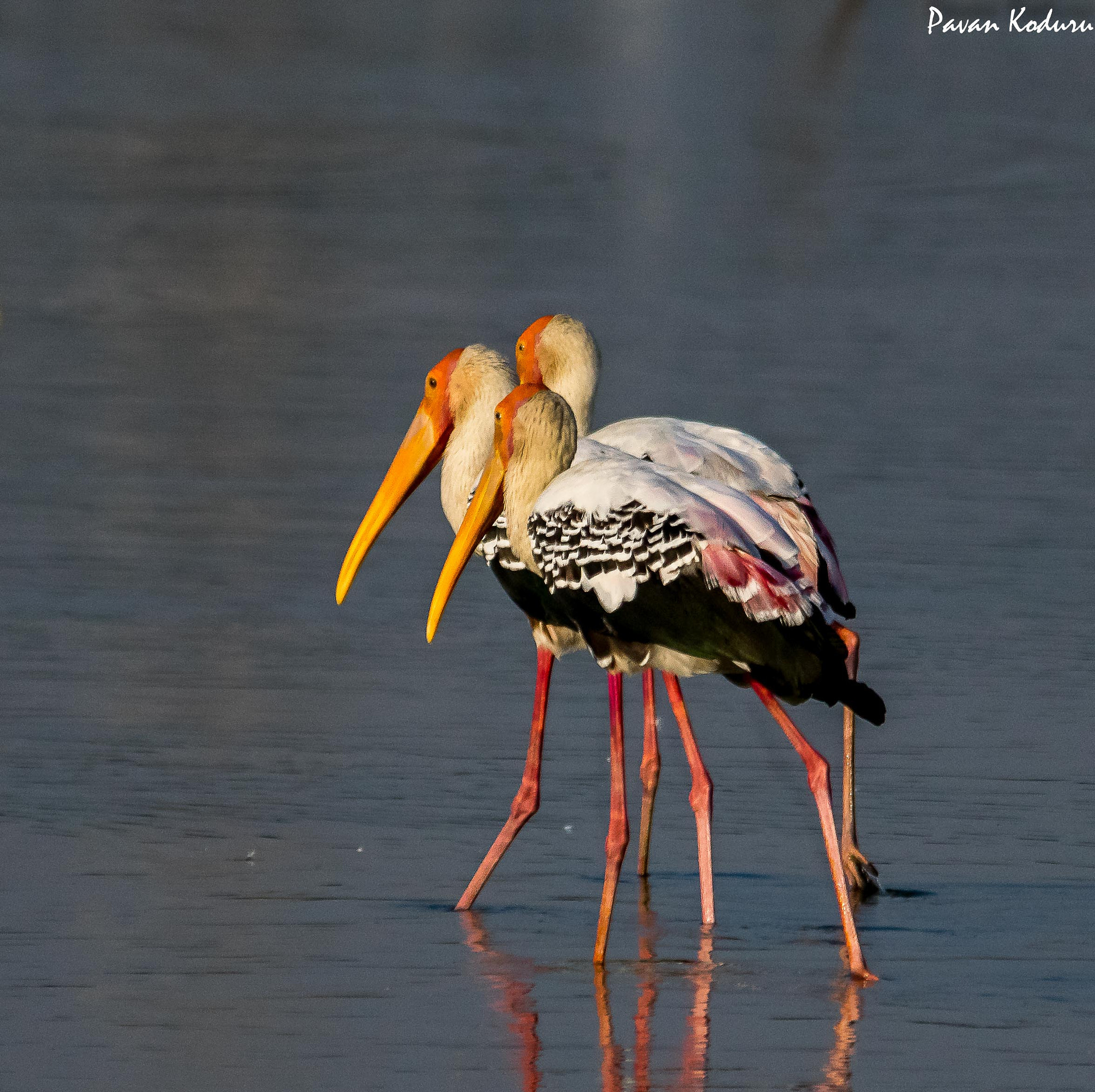 Sigma 150-500mm F5-6.3 DG OS HSM sample photo. The storks... photography