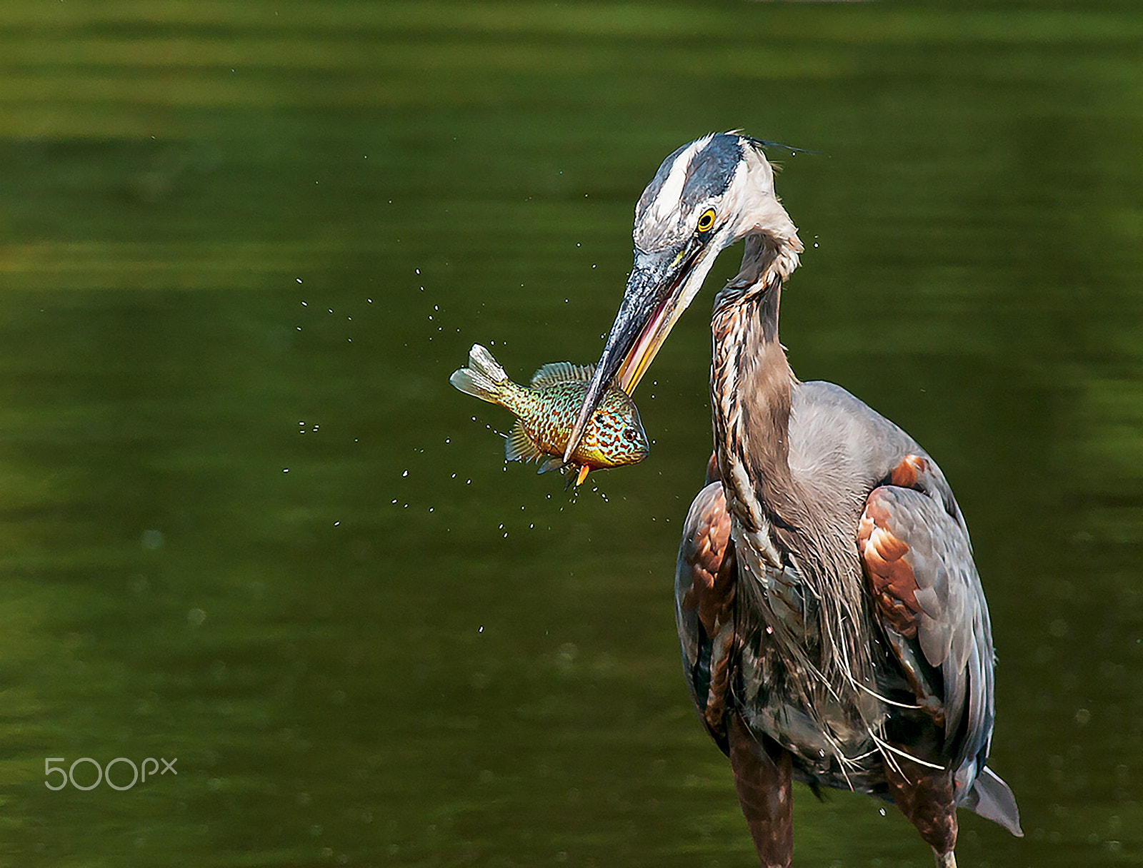 Nikon AF-S Nikkor 300mm F2.8G ED-IF VR sample photo. Great blue heron photography