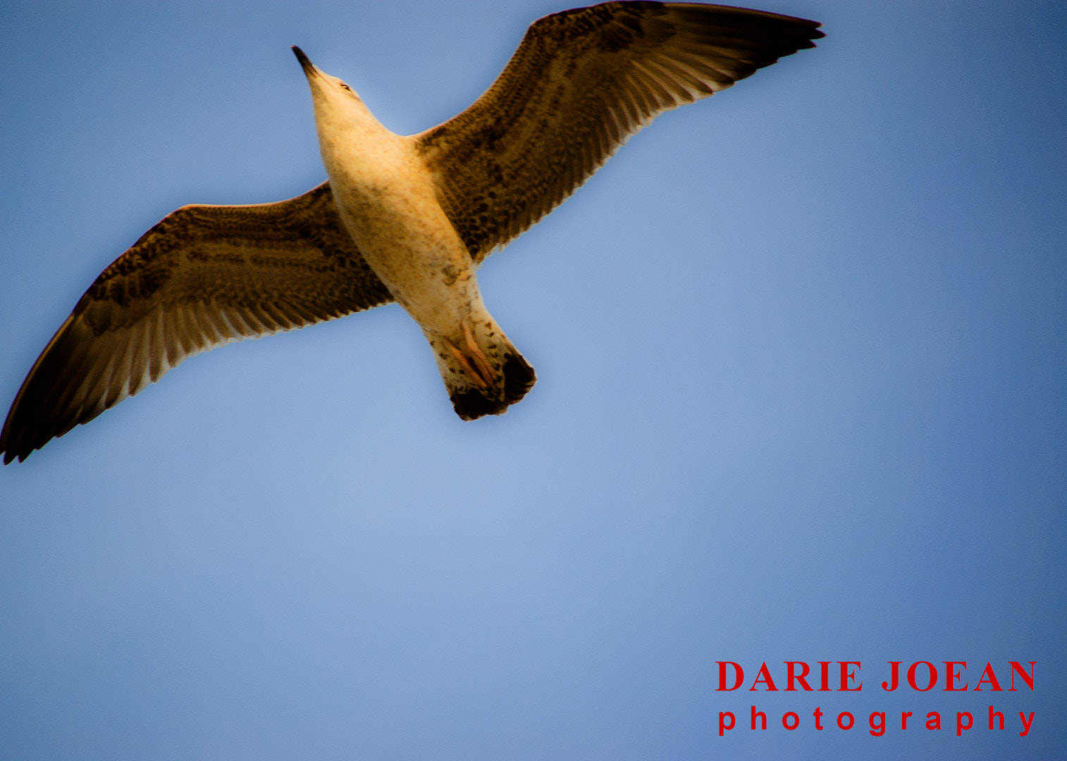 Nikon D50 sample photo. Birds photography